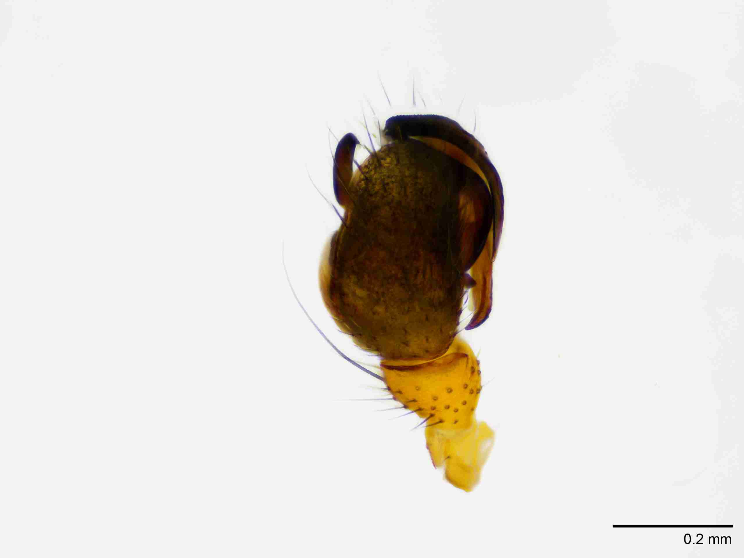 XILLINY070mppaldJAM209_100X_E2A.jpg