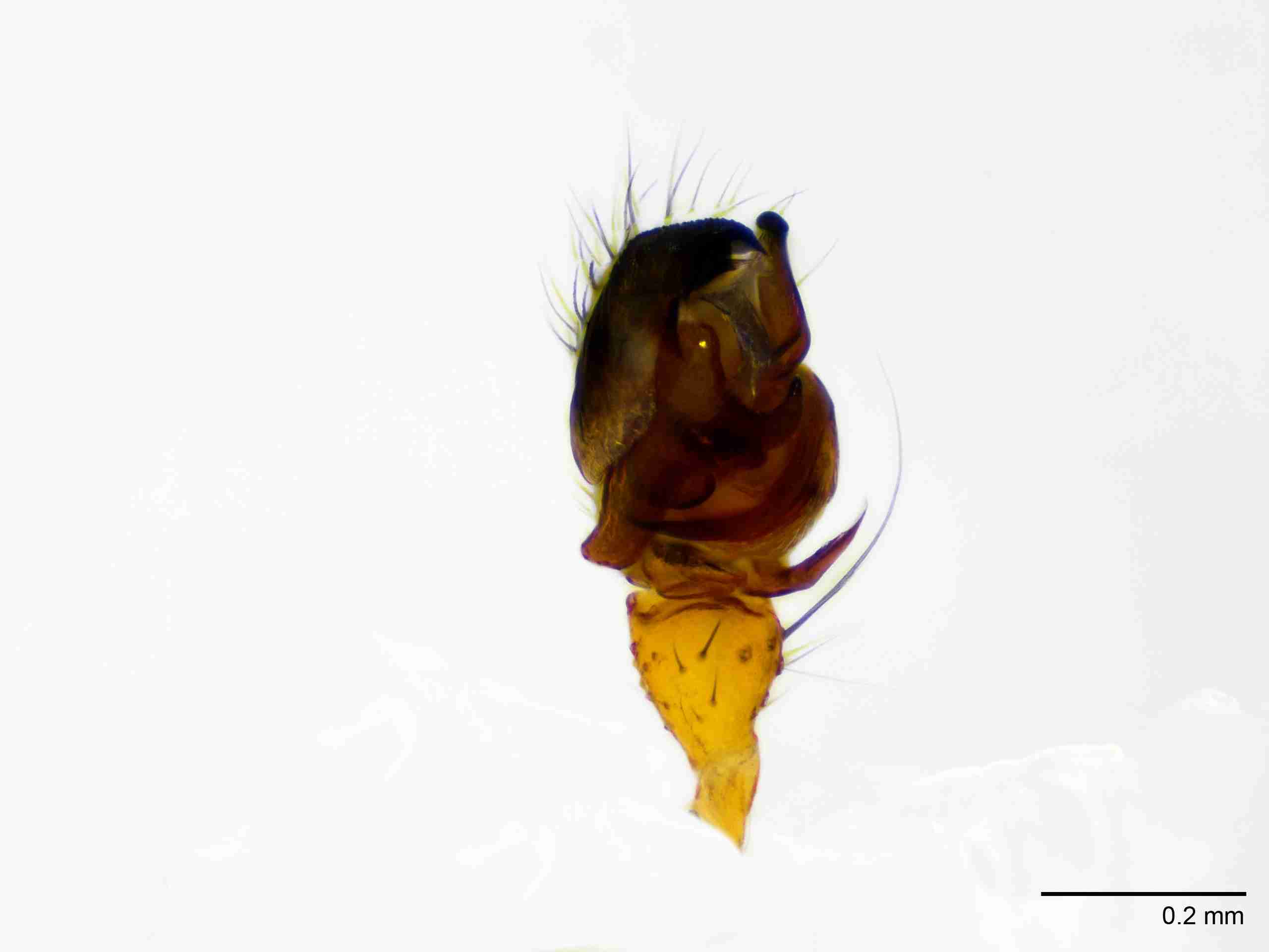 XILLINY070mppalpJAM209_100X_E2A.jpg