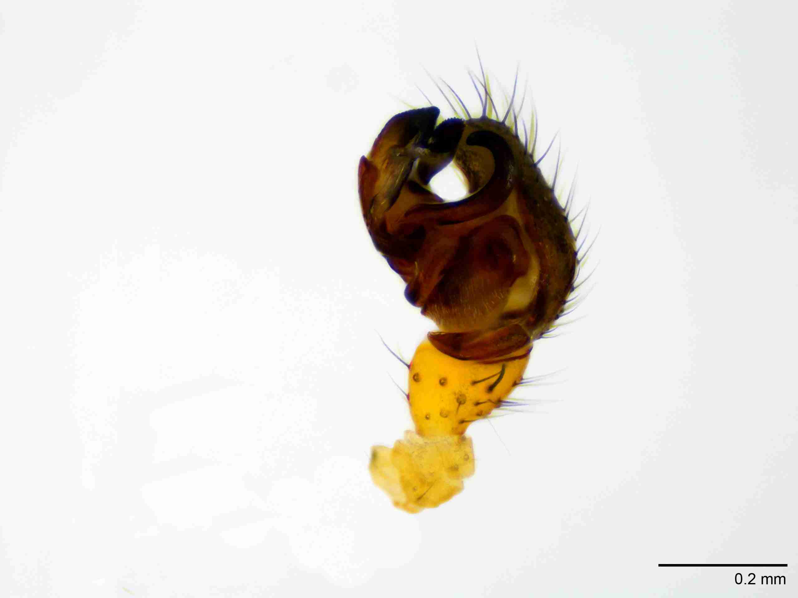 XILLINY070mppalrJAM209_100X_E2A.jpg