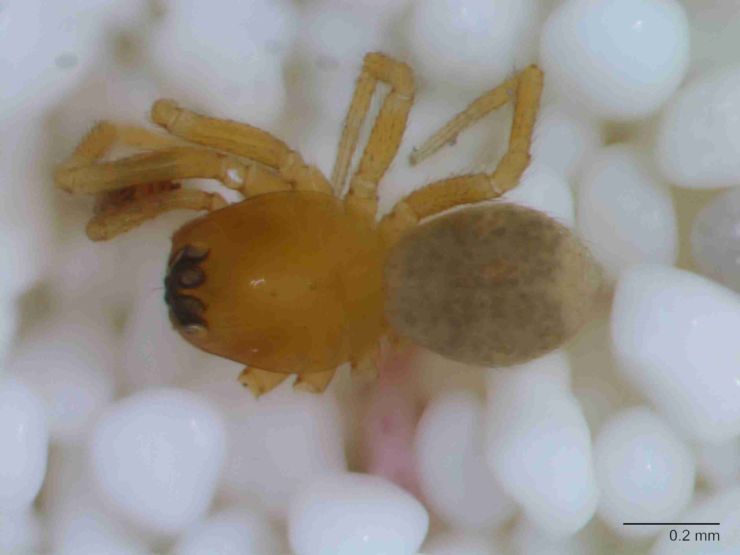 XILLINY071mphabdJAM027_80X_Z10.jpg