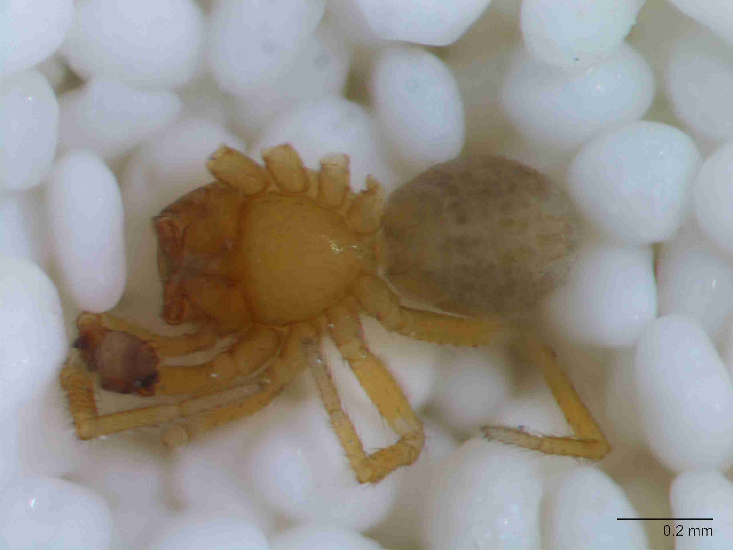 XILLINY071mphabvJAM027_80X_Z10.jpg