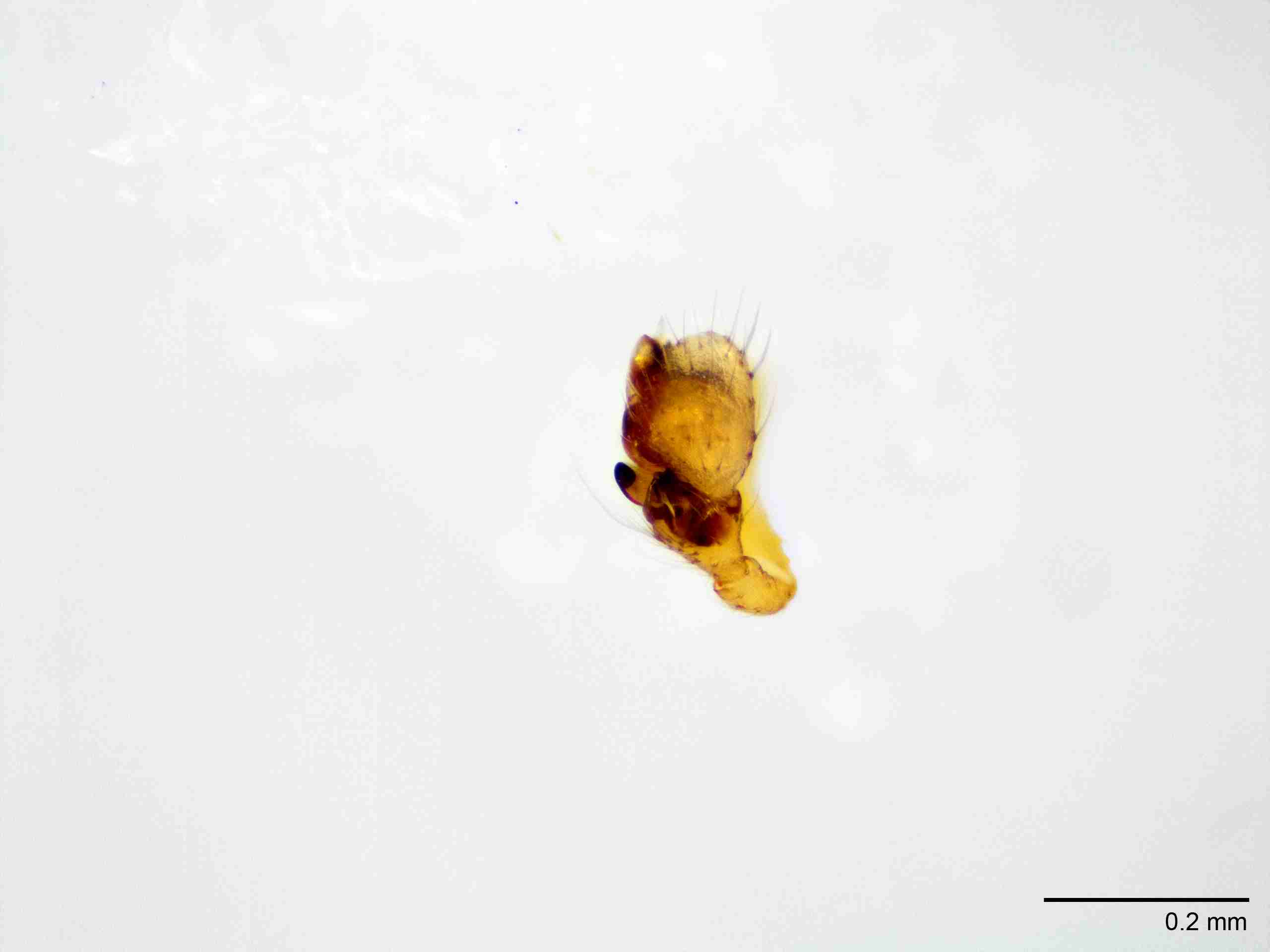 XILLINY071mppaldJAM027_100X_E2A.jpg