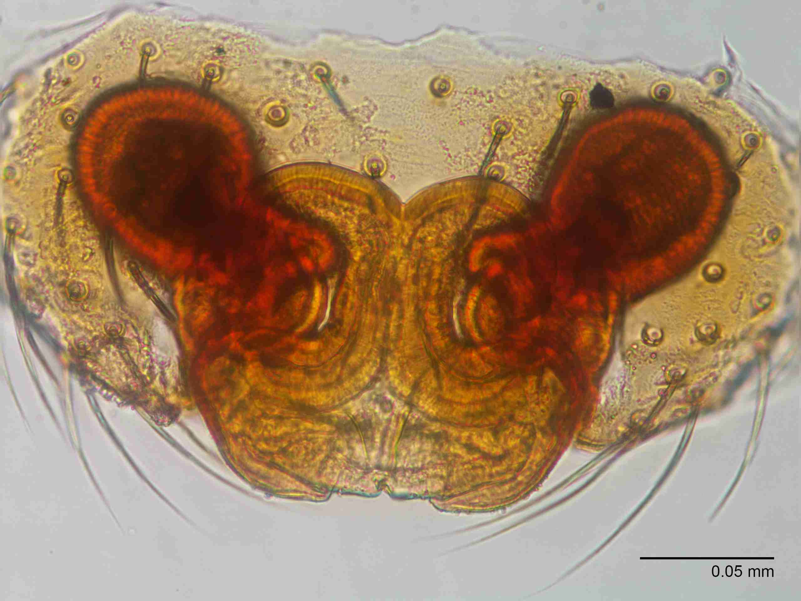 XILLINY072fpepivJAM901_400X_E2A.jpg