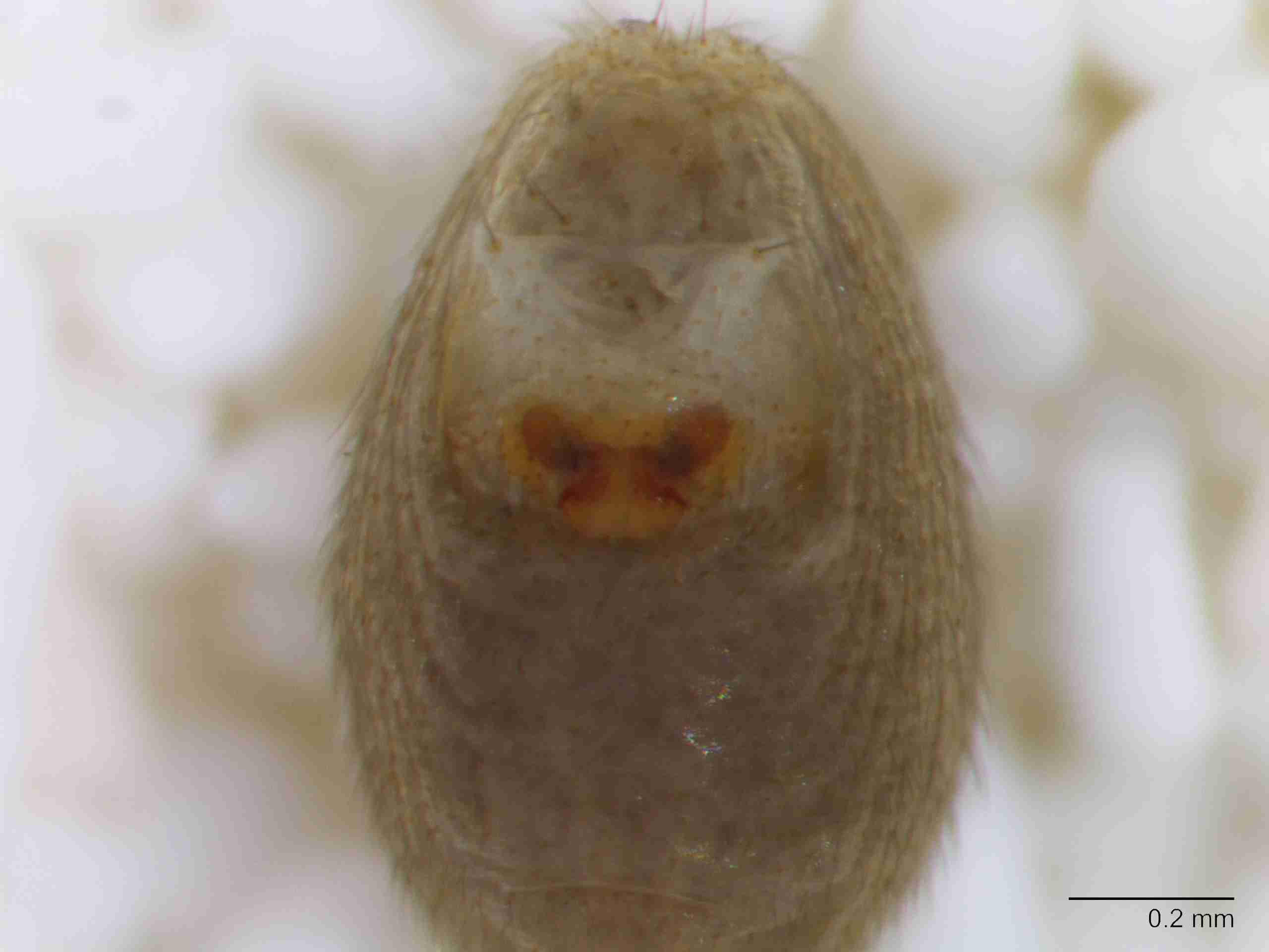 XILLINY072fpepivJAM901_80X_Z10.jpg