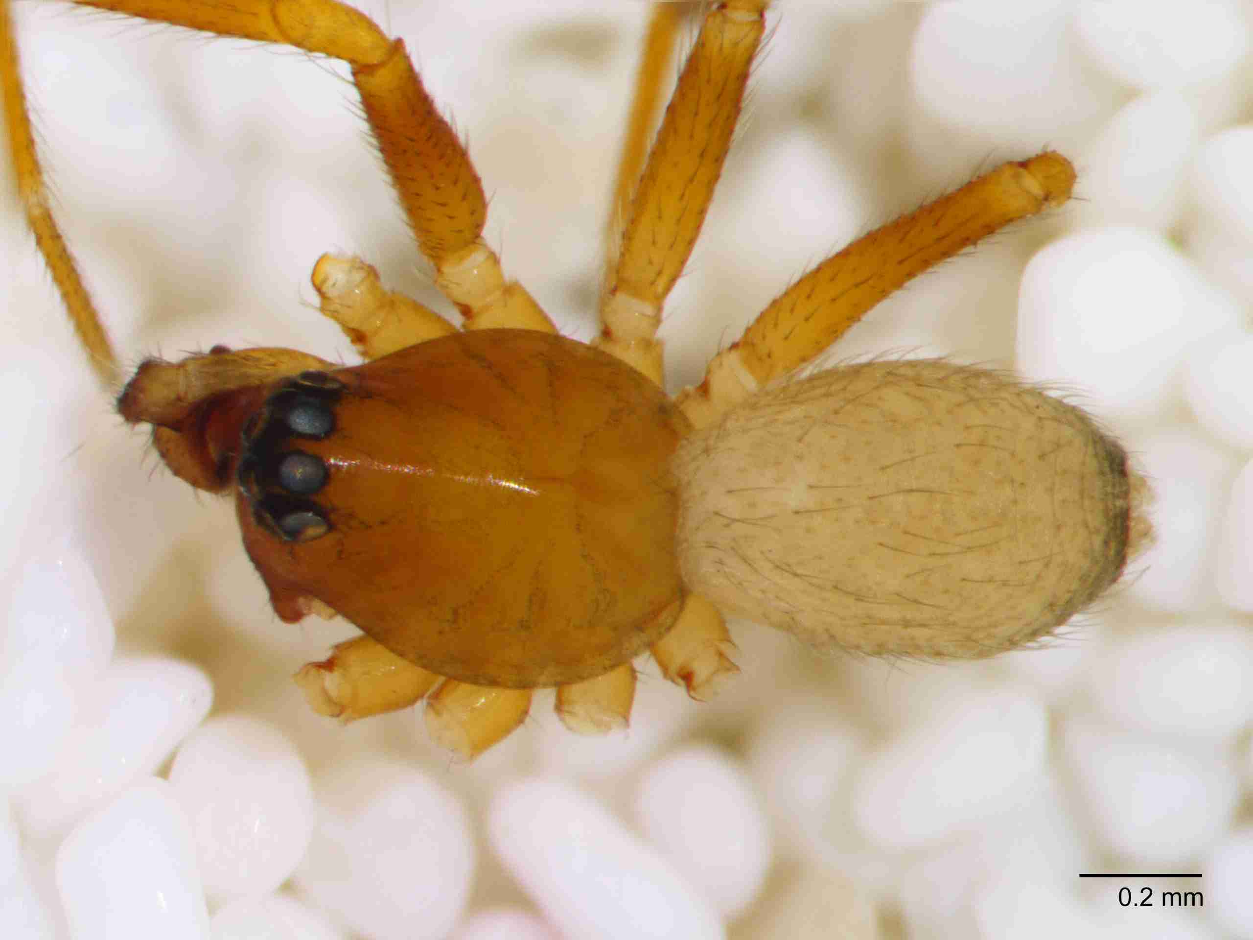 XILLINY072mphabdJAM901_60X_Z10.jpg
