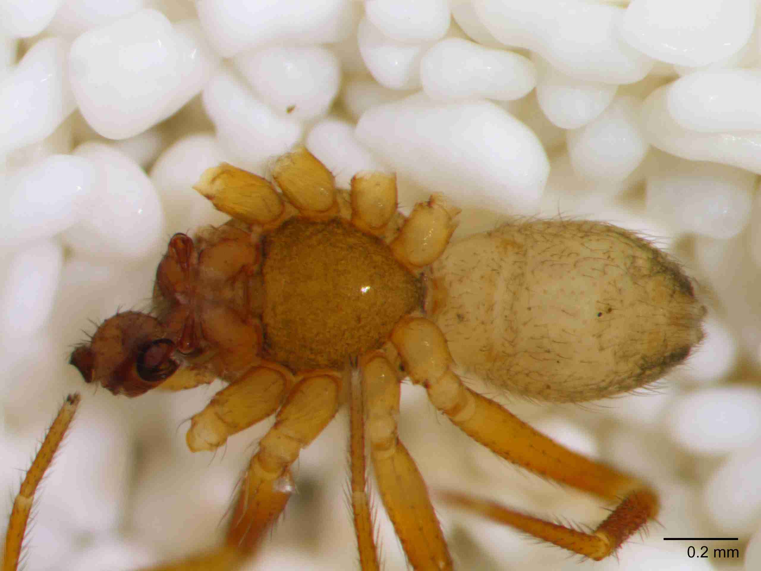 XILLINY072mphabvJAM901_60X_Z10.jpg