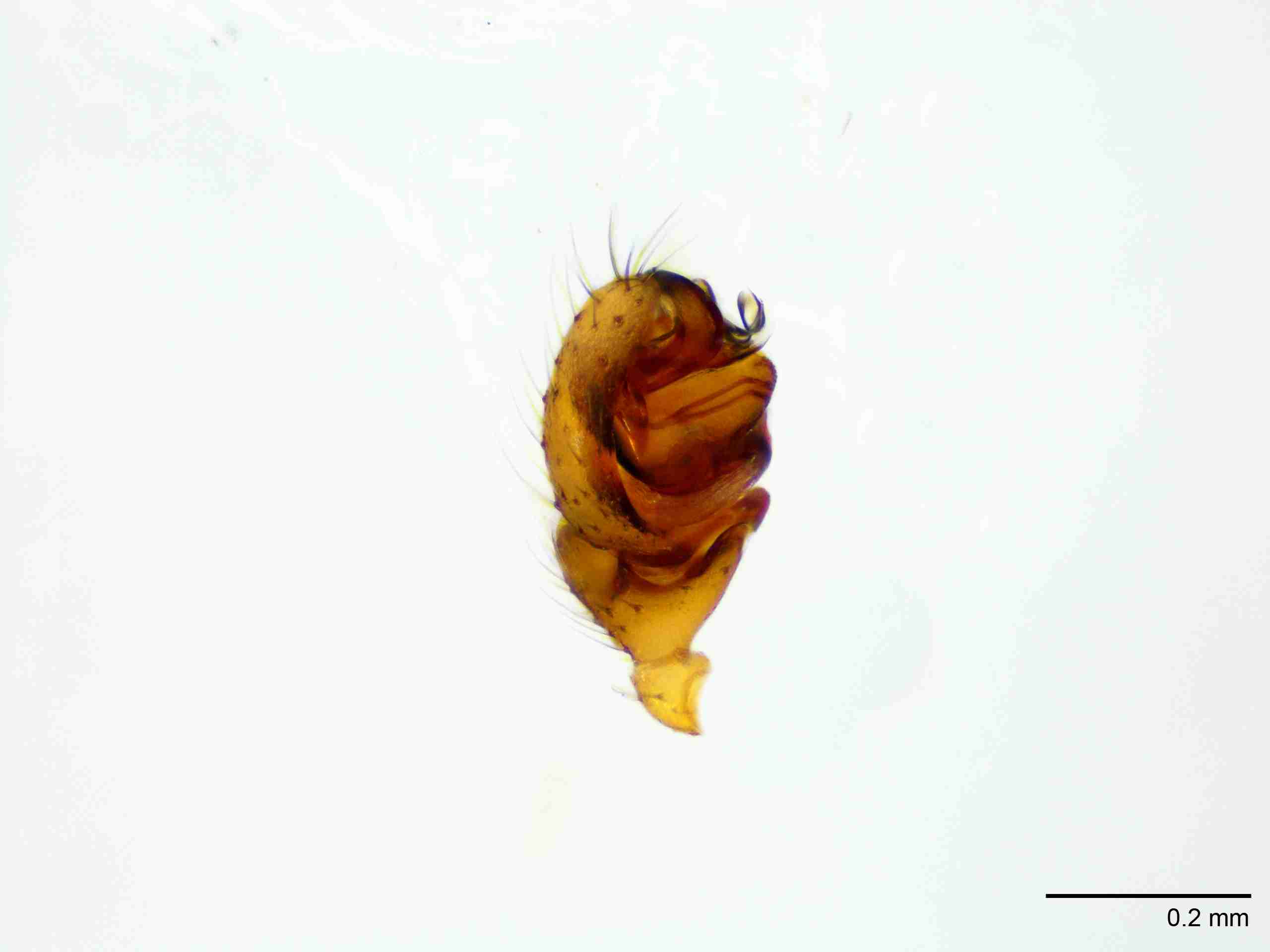 XILLINY072mppalpJAM901_100X_E2A.jpg