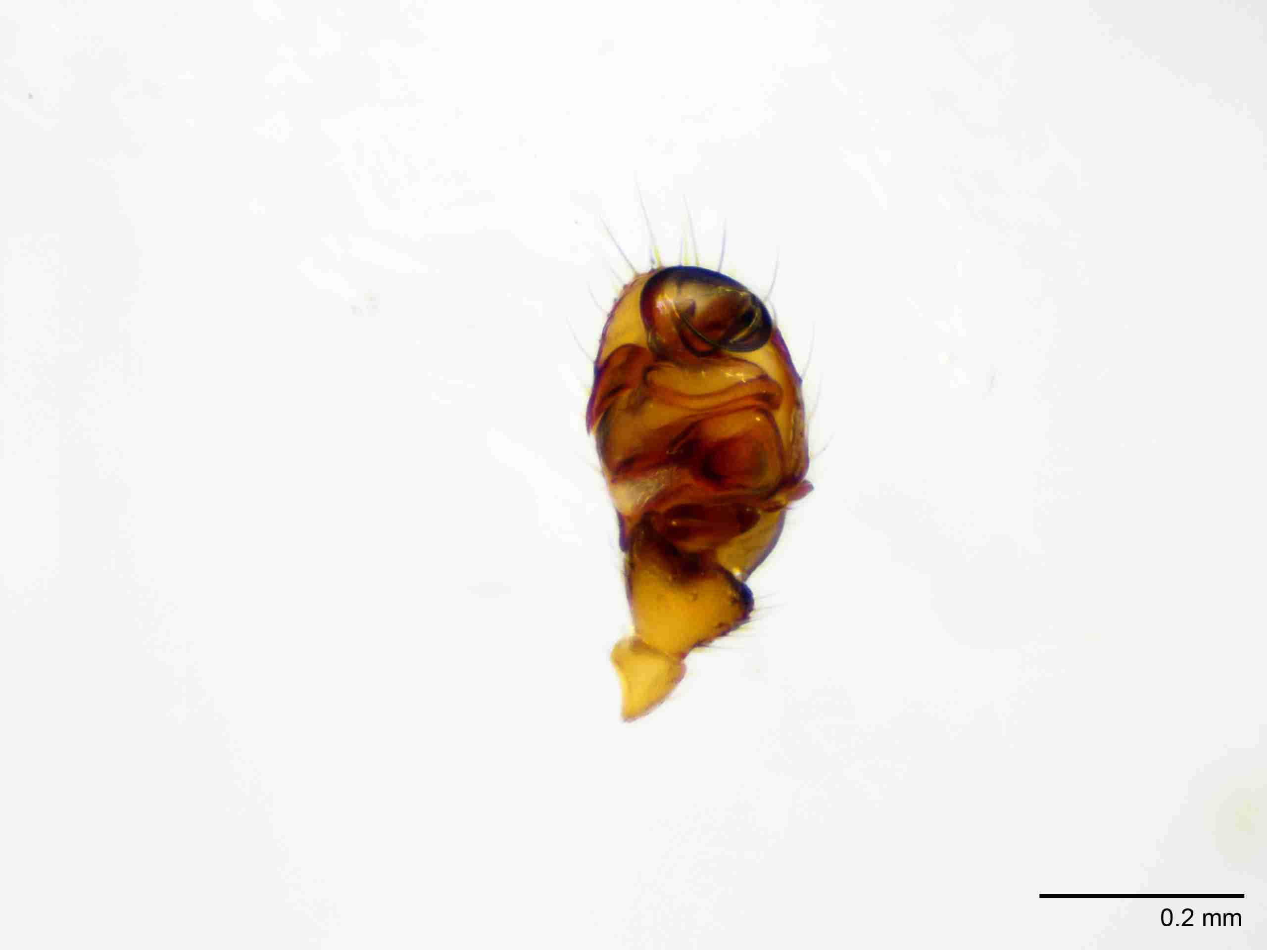 XILLINY072mppalvJAM901_100X_E2A.jpg