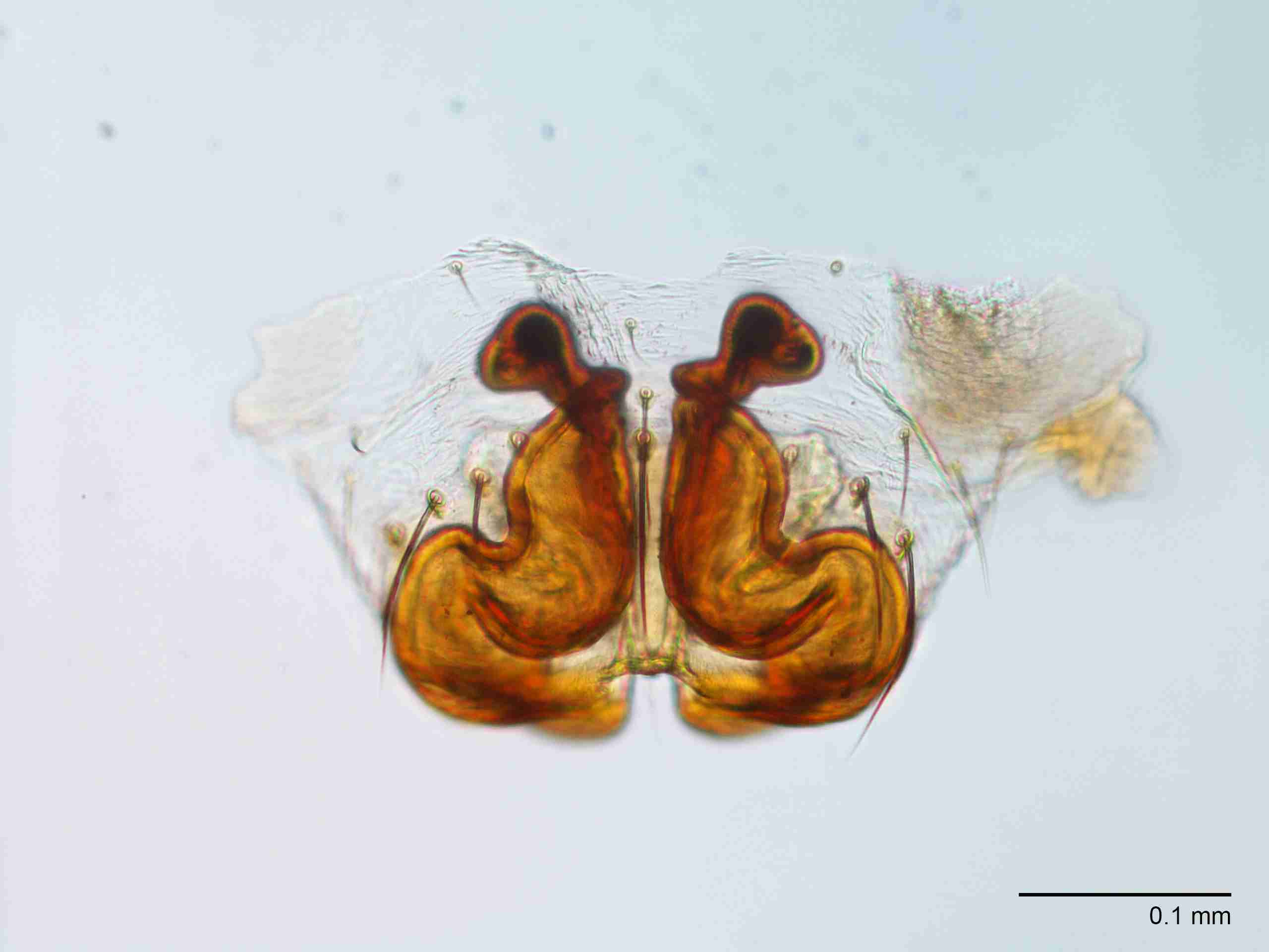 XILLINY073fpepivJAM902_200X_CAS.jpg