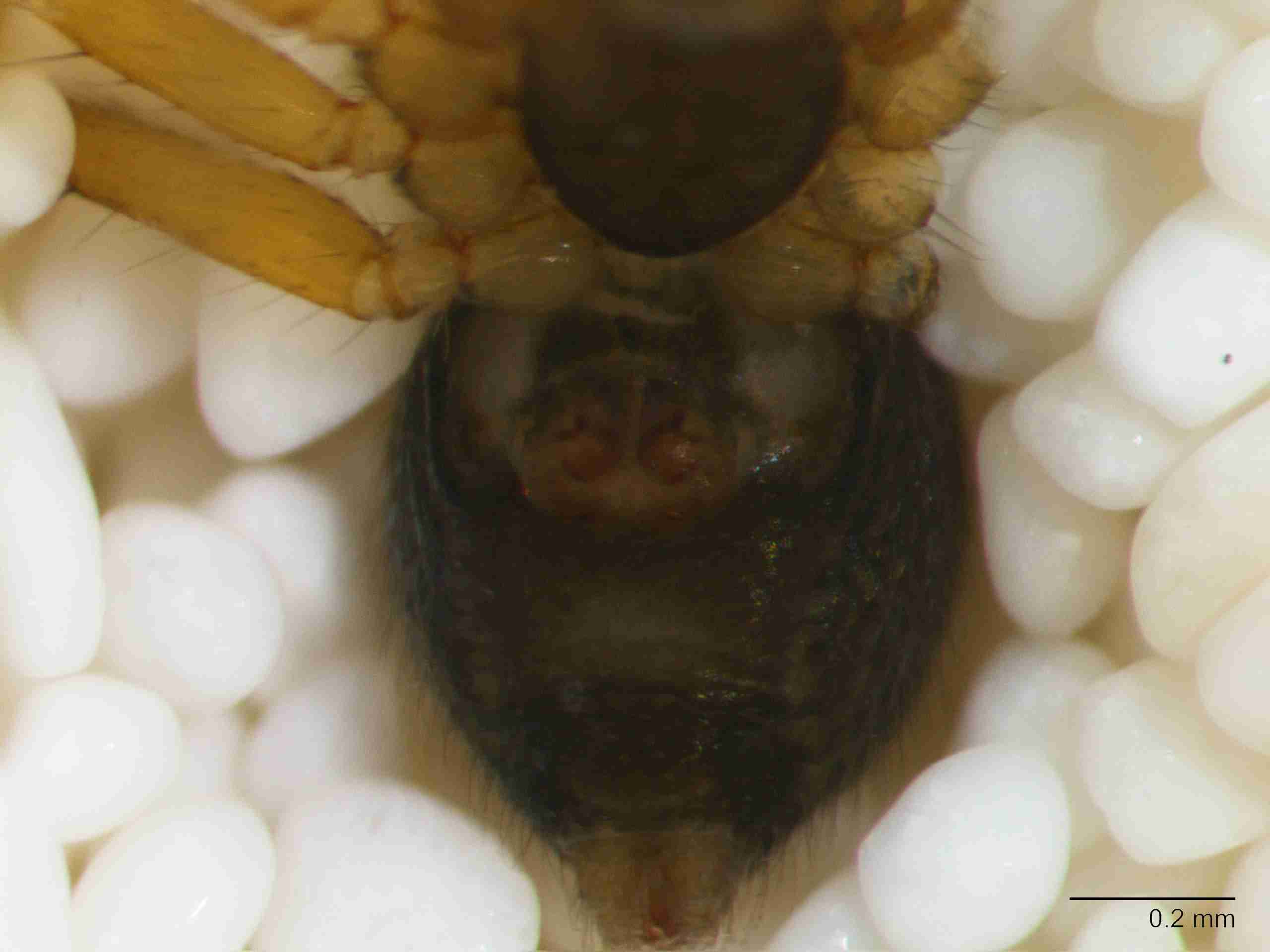 XILLINY073fpepivJAM902_80X_Z10.jpg