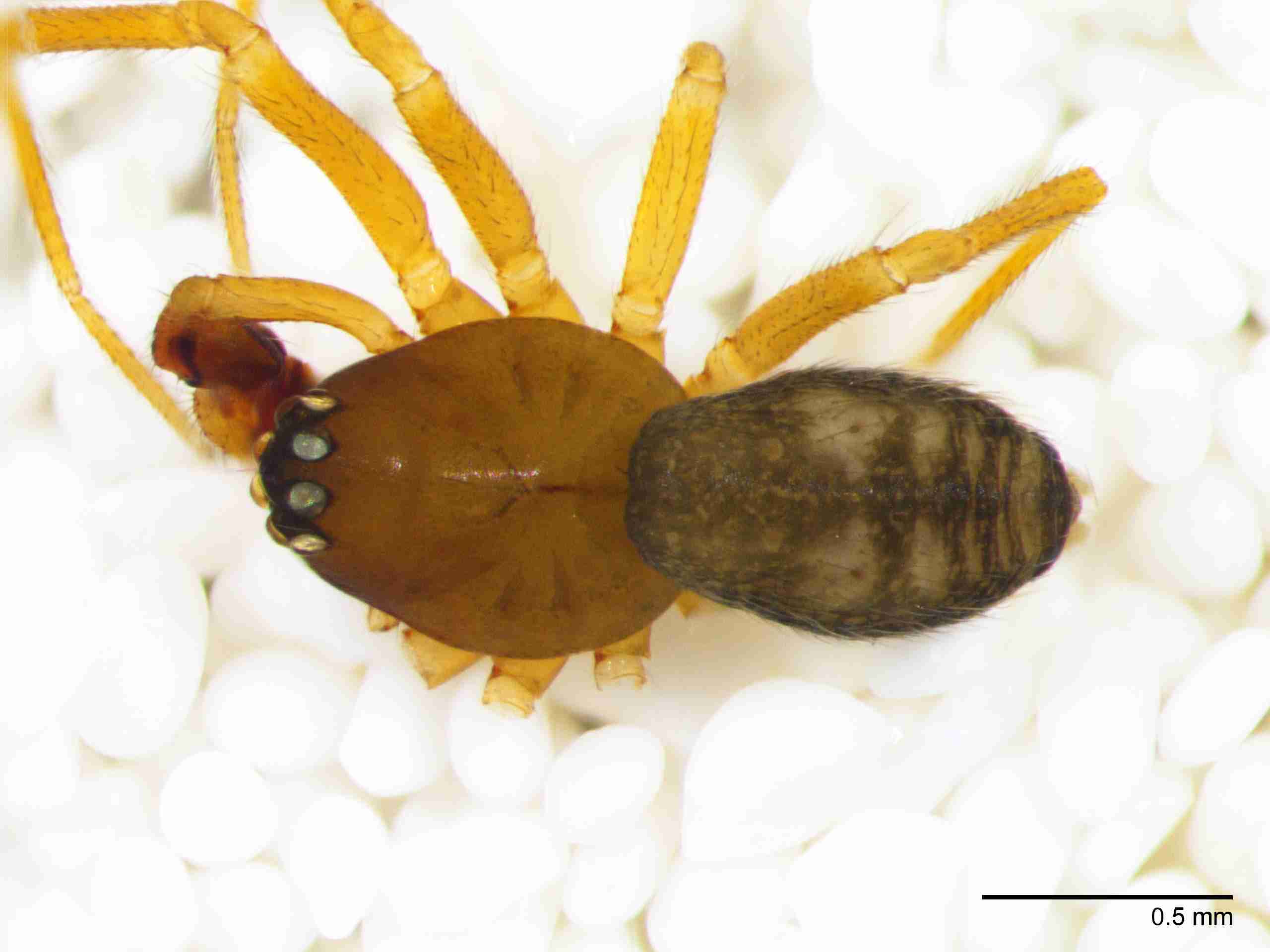 XILLINY073mphabdJAM510_50X_Z10.jpg