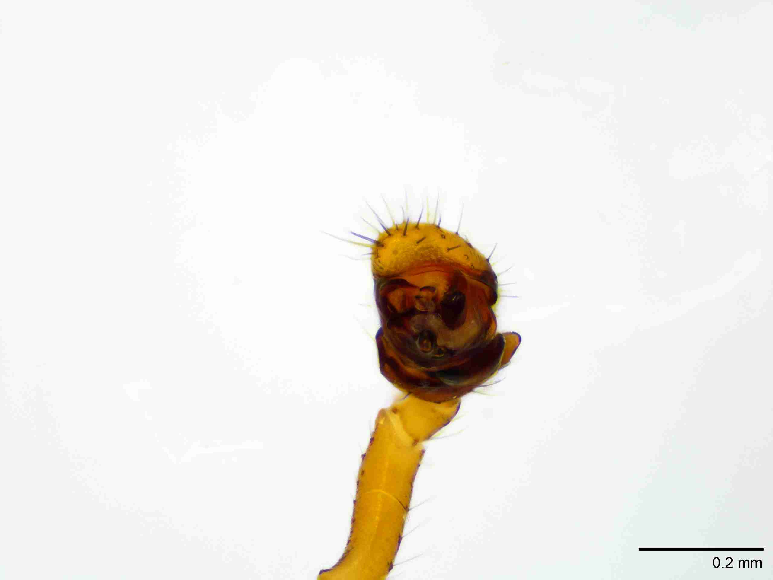 XILLINY073mppalaJAM510_100X_E2A.jpg