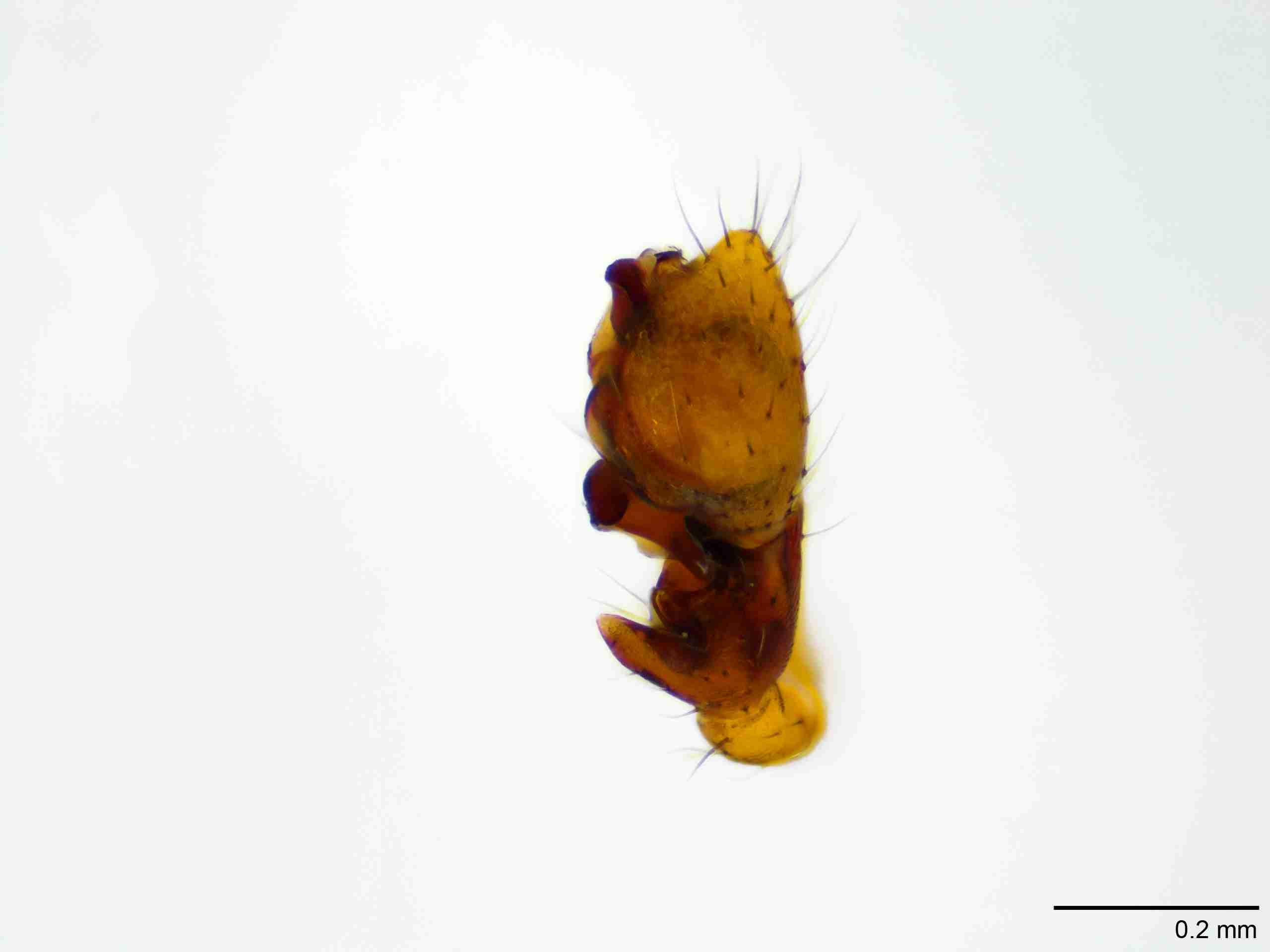 XILLINY073mppaldJAM510_100X_E2A.jpg