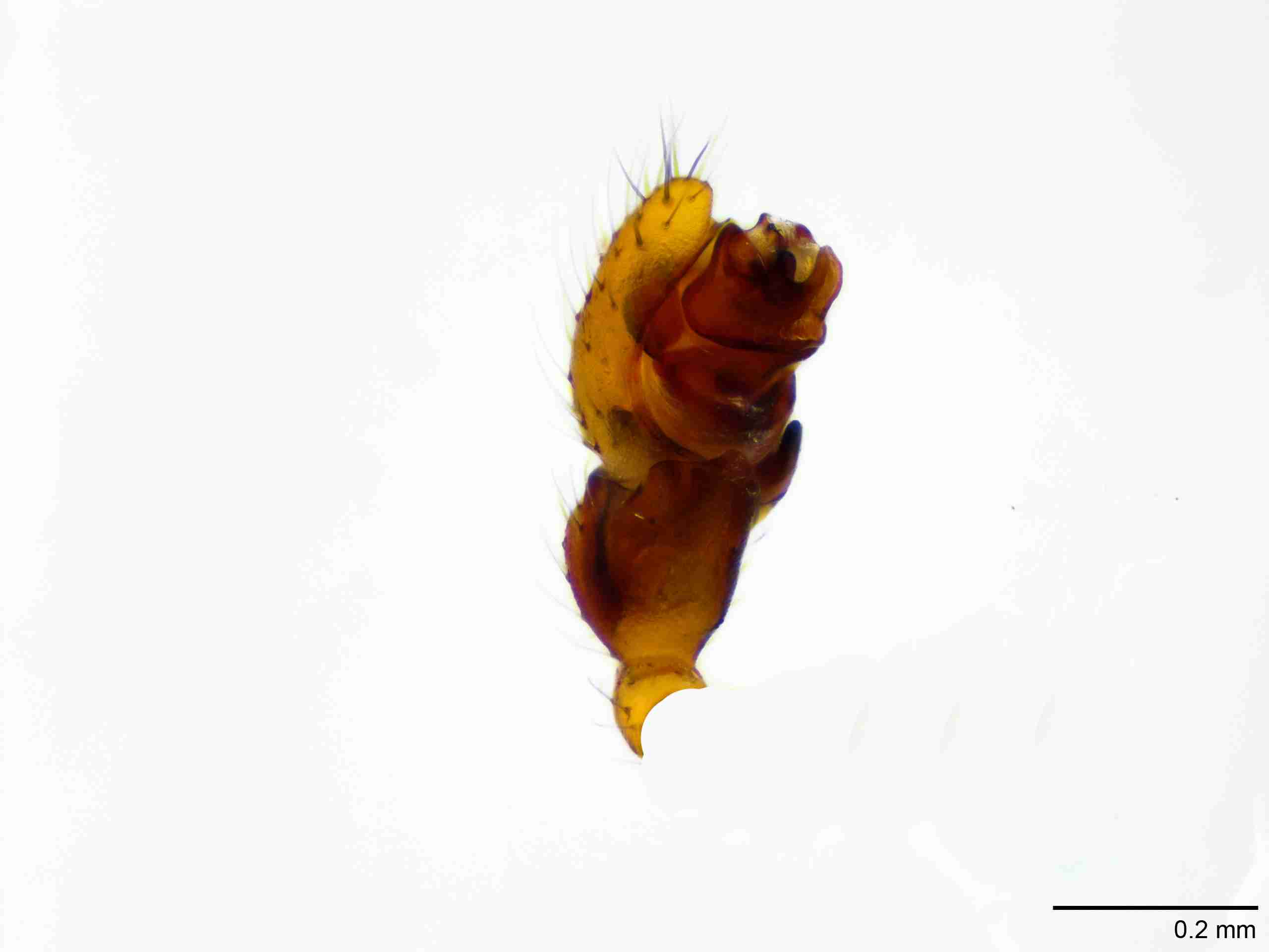 XILLINY073mppalpJAM510_100X_E2A.jpg