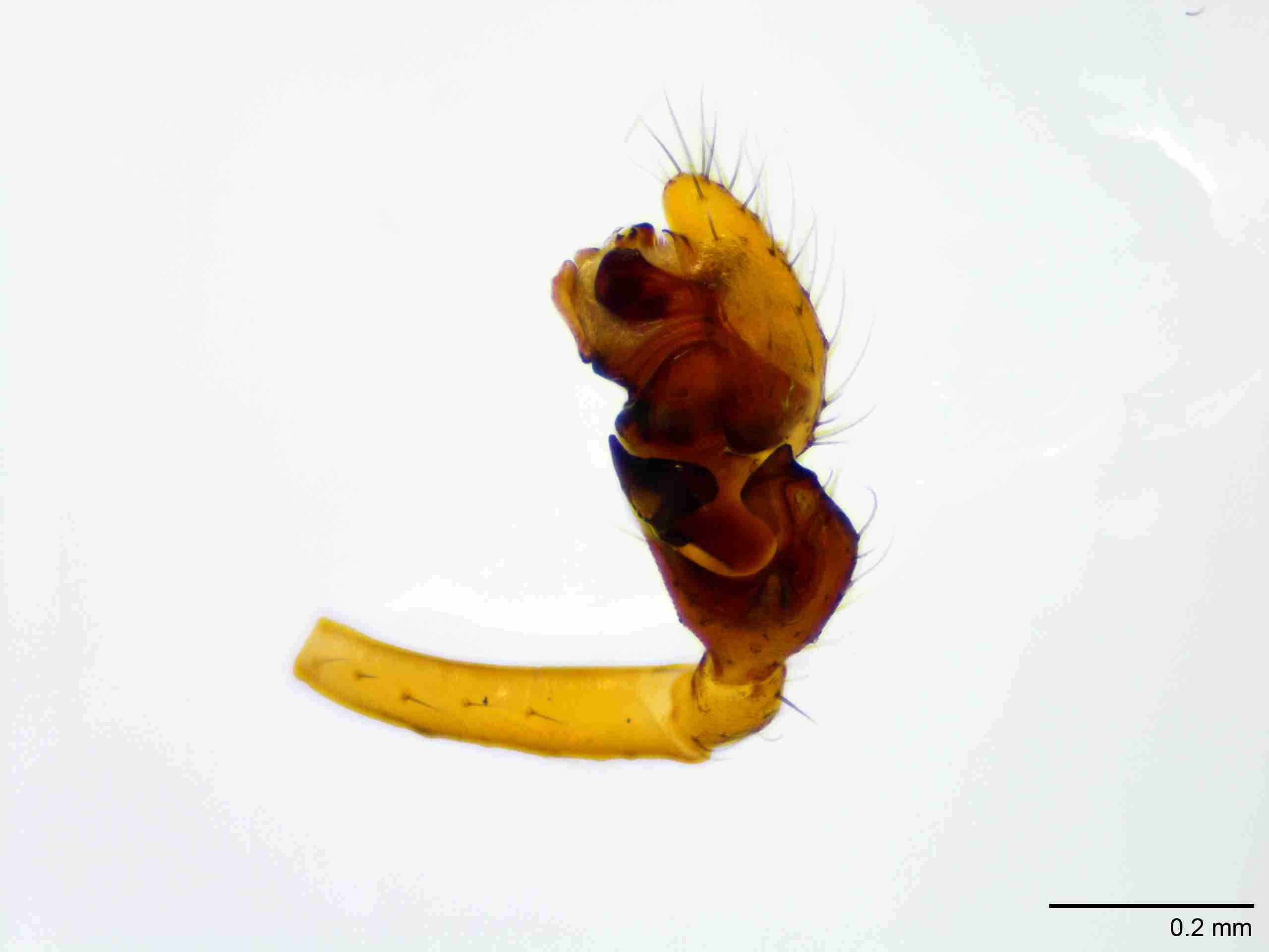 XILLINY073mppalrJAM510_100X_E2A.jpg