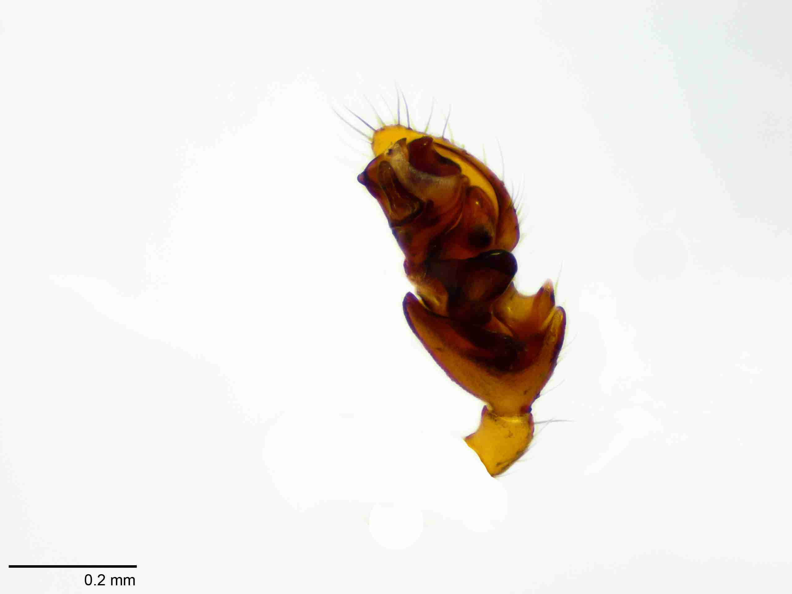 XILLINY073mppalvJAM510_100X_E2A.jpg