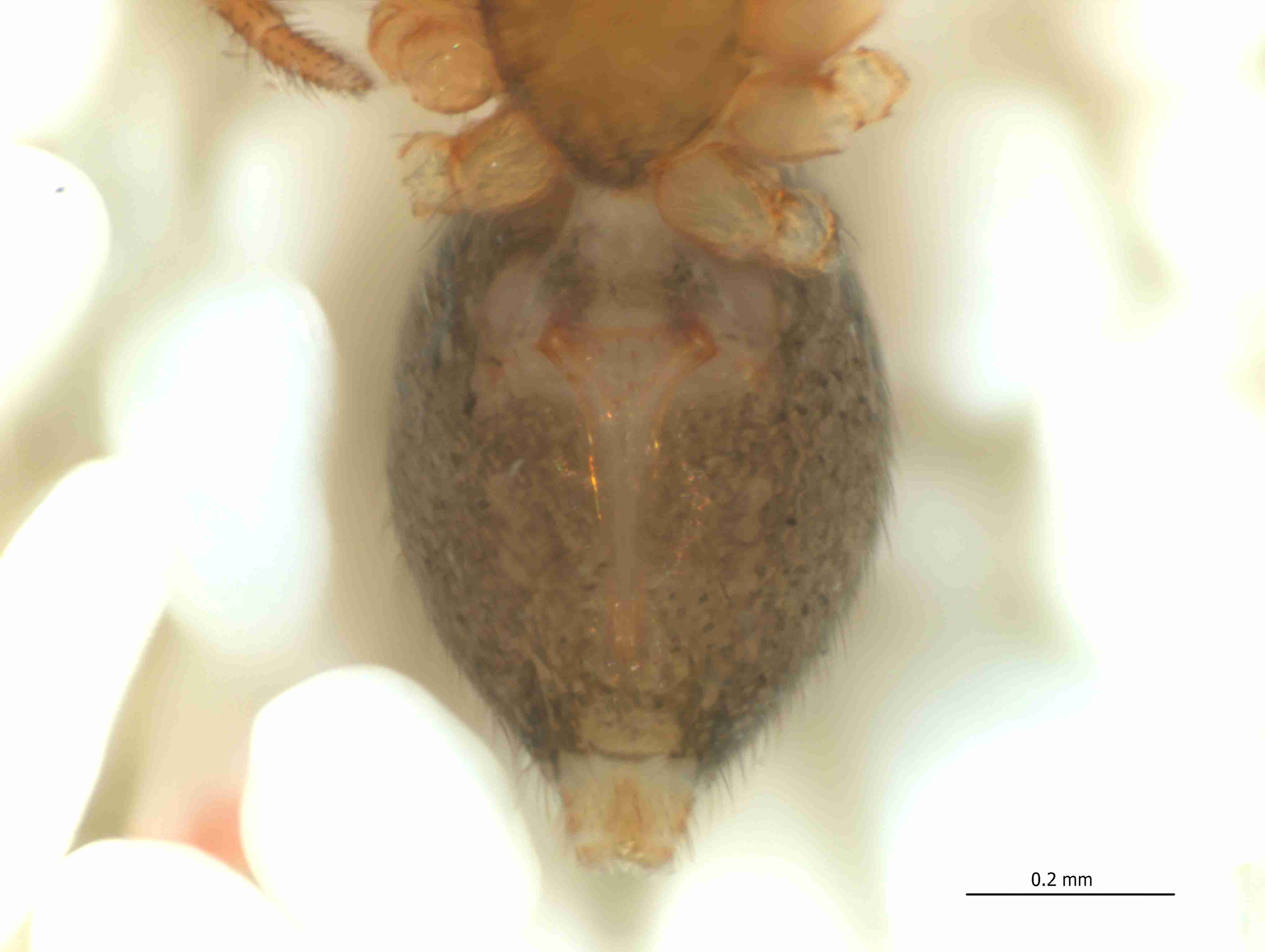 XILLINY074fpepivJAM340_115X_CAS.jpg