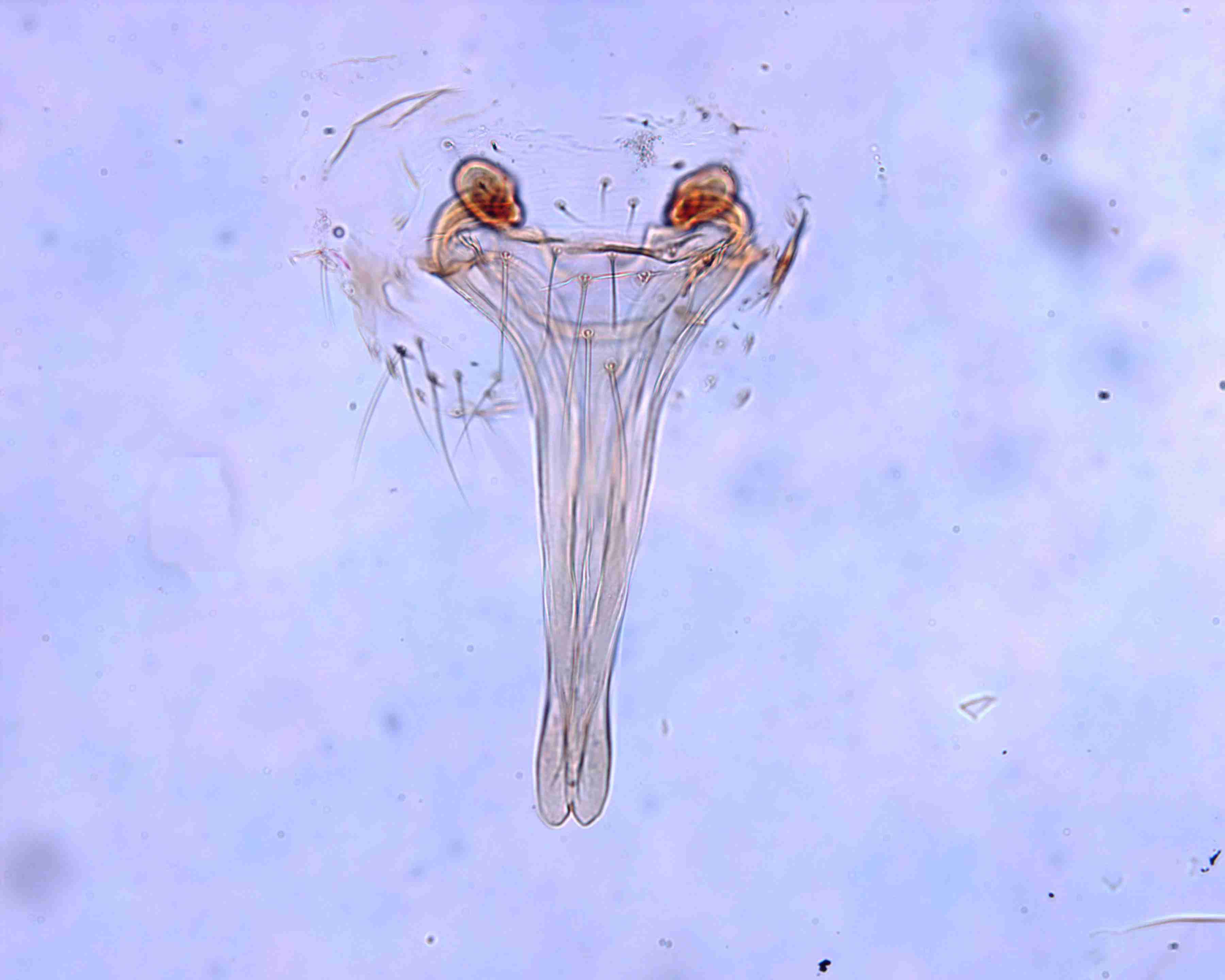 XILLINY074fpepivJAM340_200X_CAS.jpg