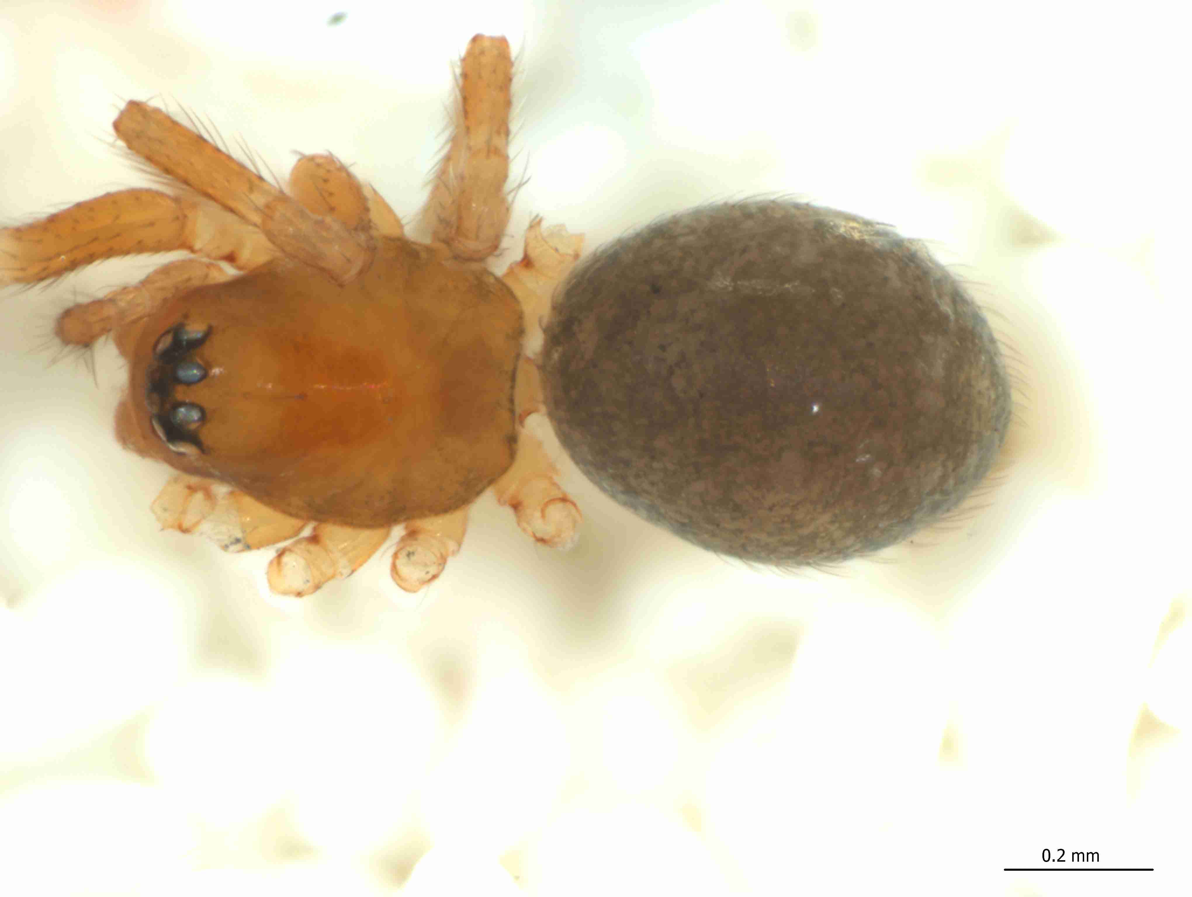 XILLINY074fphabdJAM340_85X_CAS.jpg