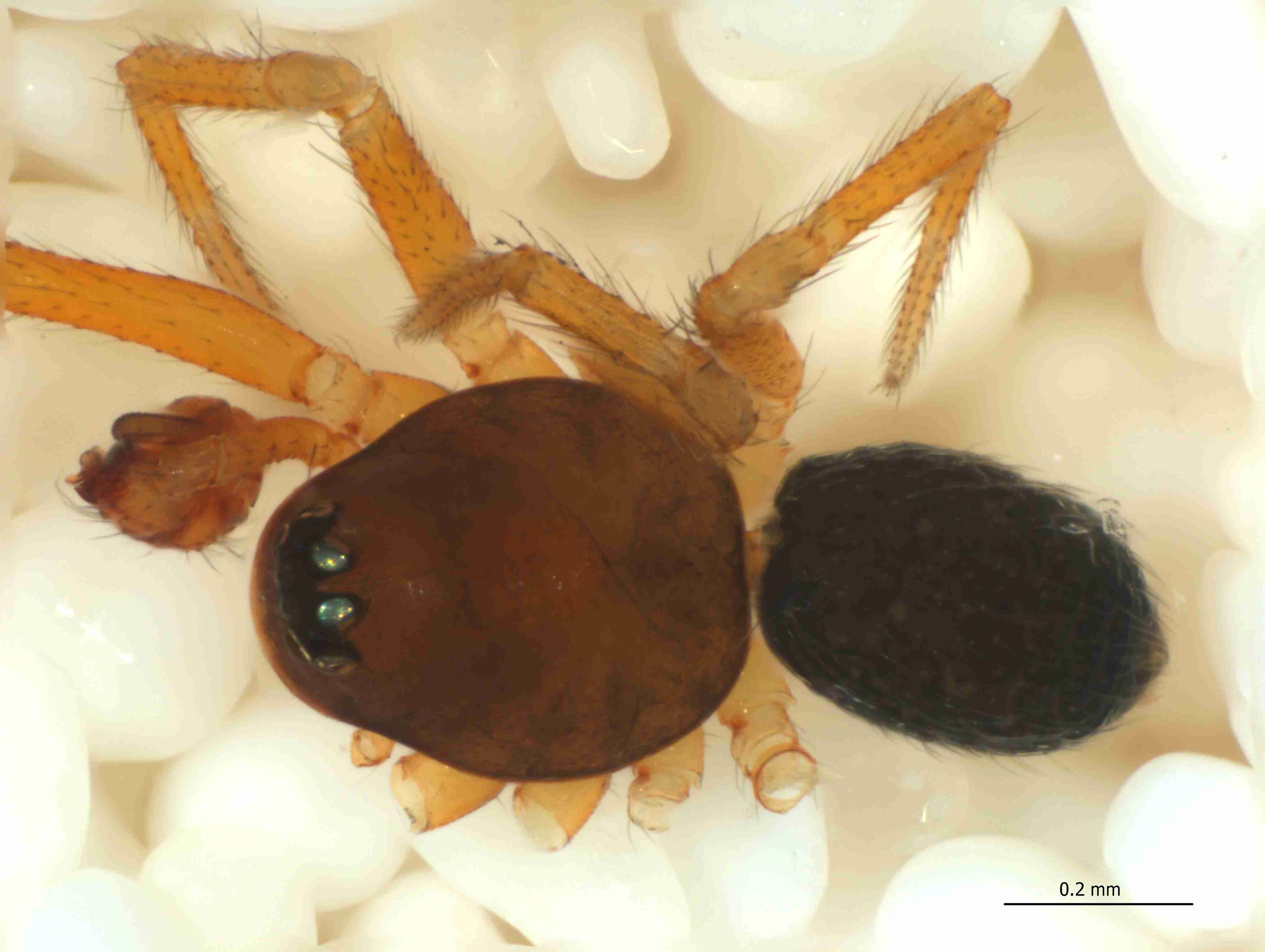XILLINY074mphabdJAM340_103X_CAS.jpg