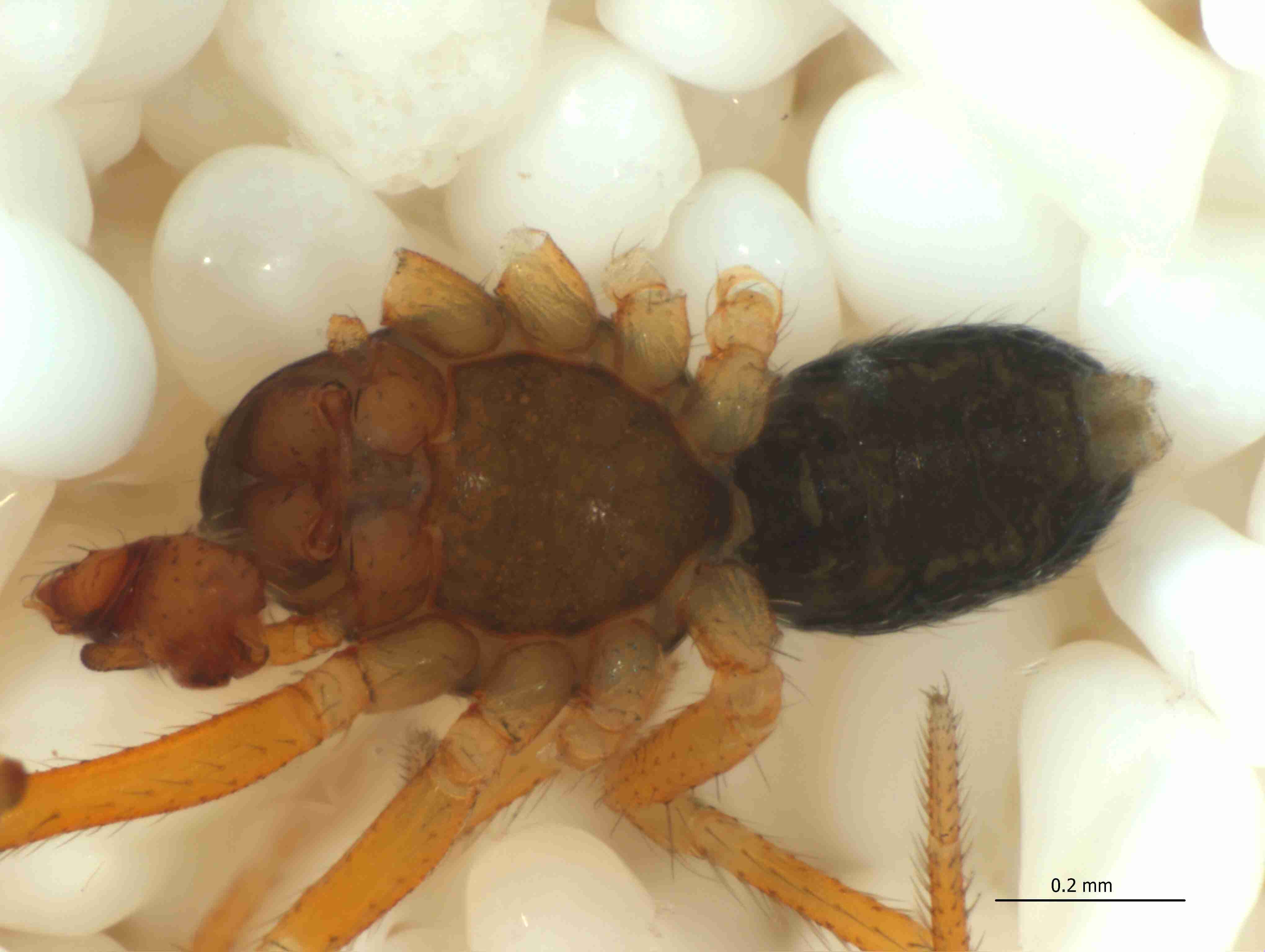 XILLINY074mphabvJAM340_103X_CAS.jpg