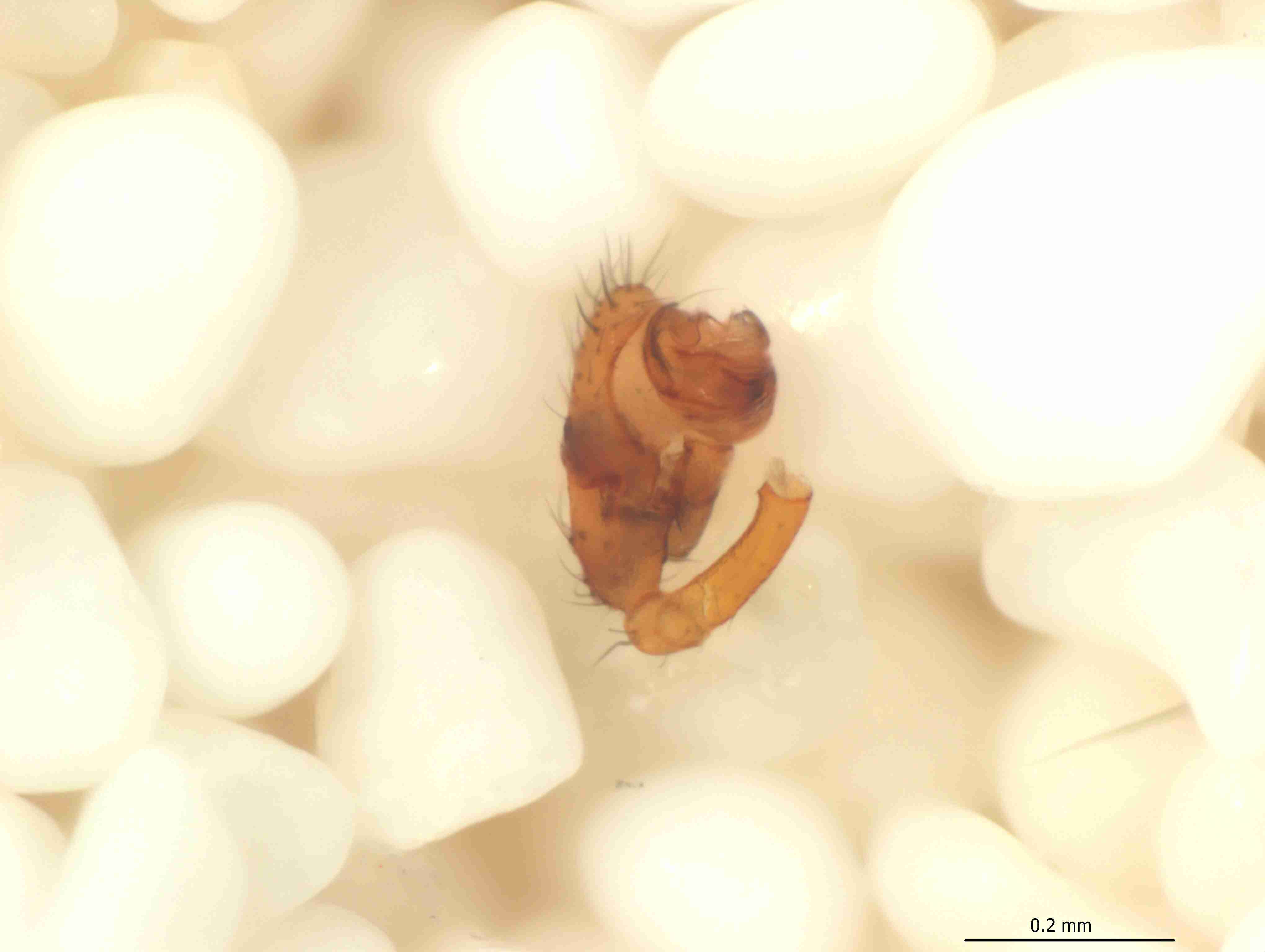 XILLINY074mppalpJAM340_115X_CAS.jpg