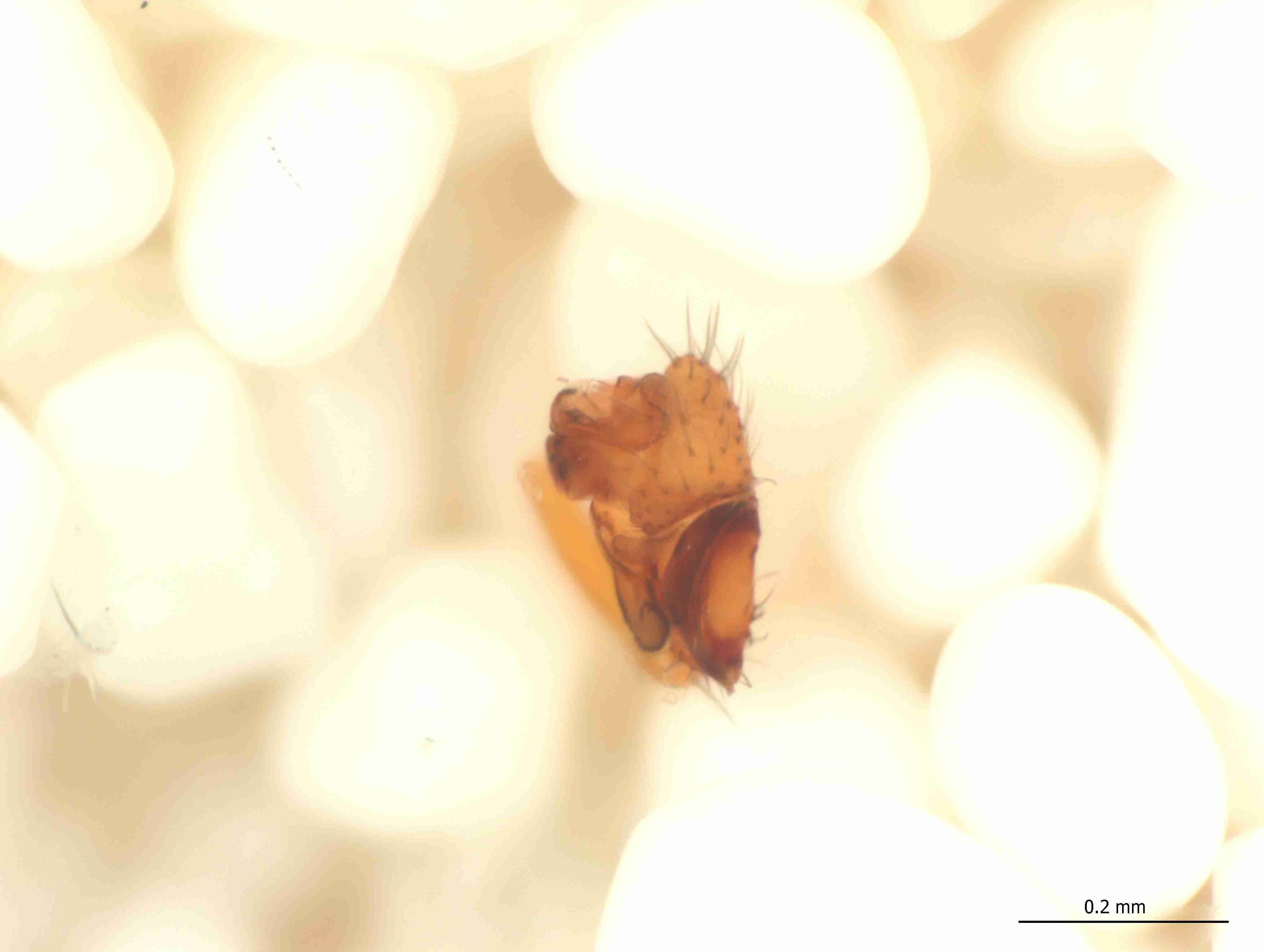 XILLINY074mppalrJAM340_115X_CAS.jpg