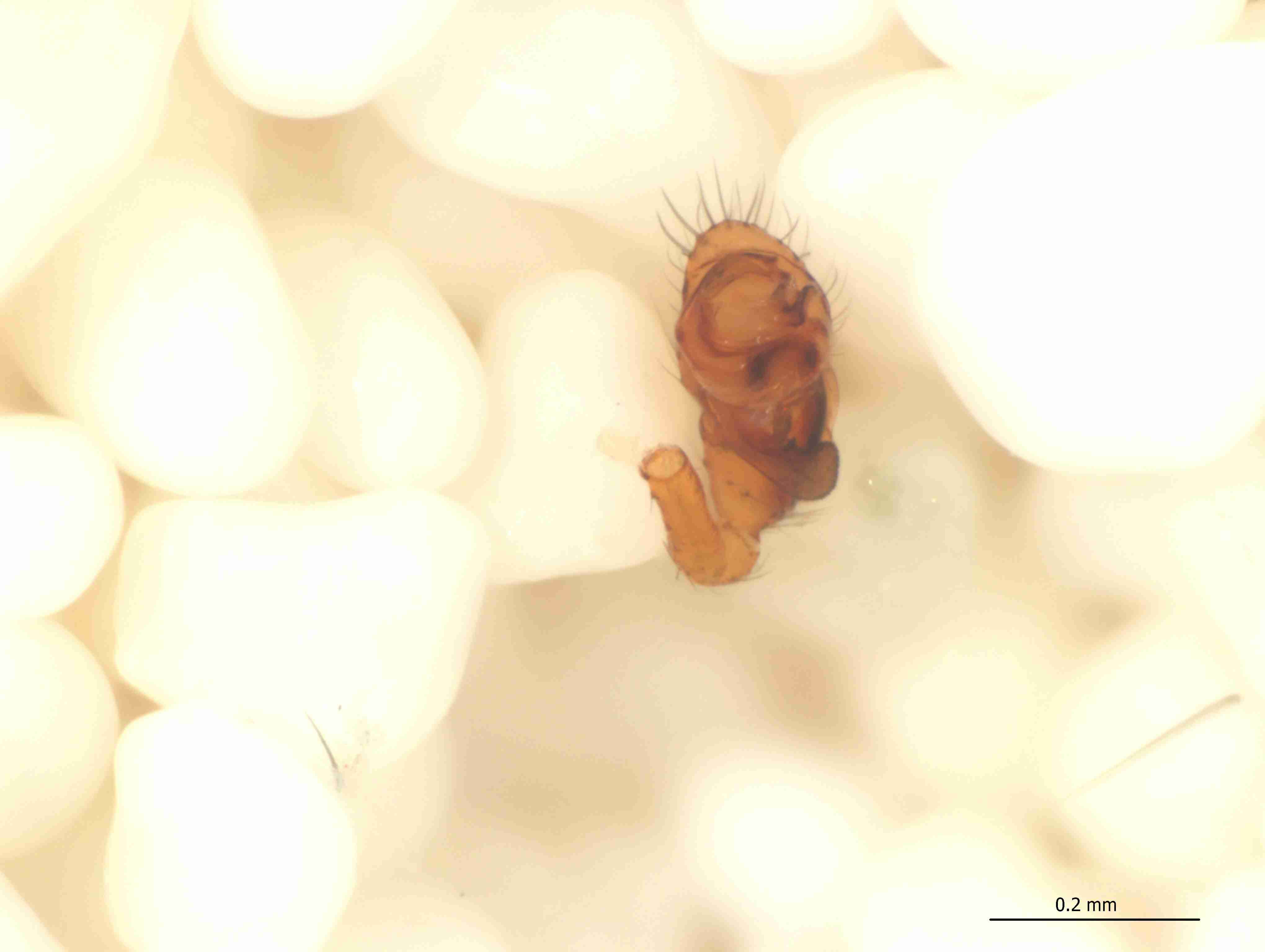 XILLINY074mppalvJAM340_115X_CAS.jpg