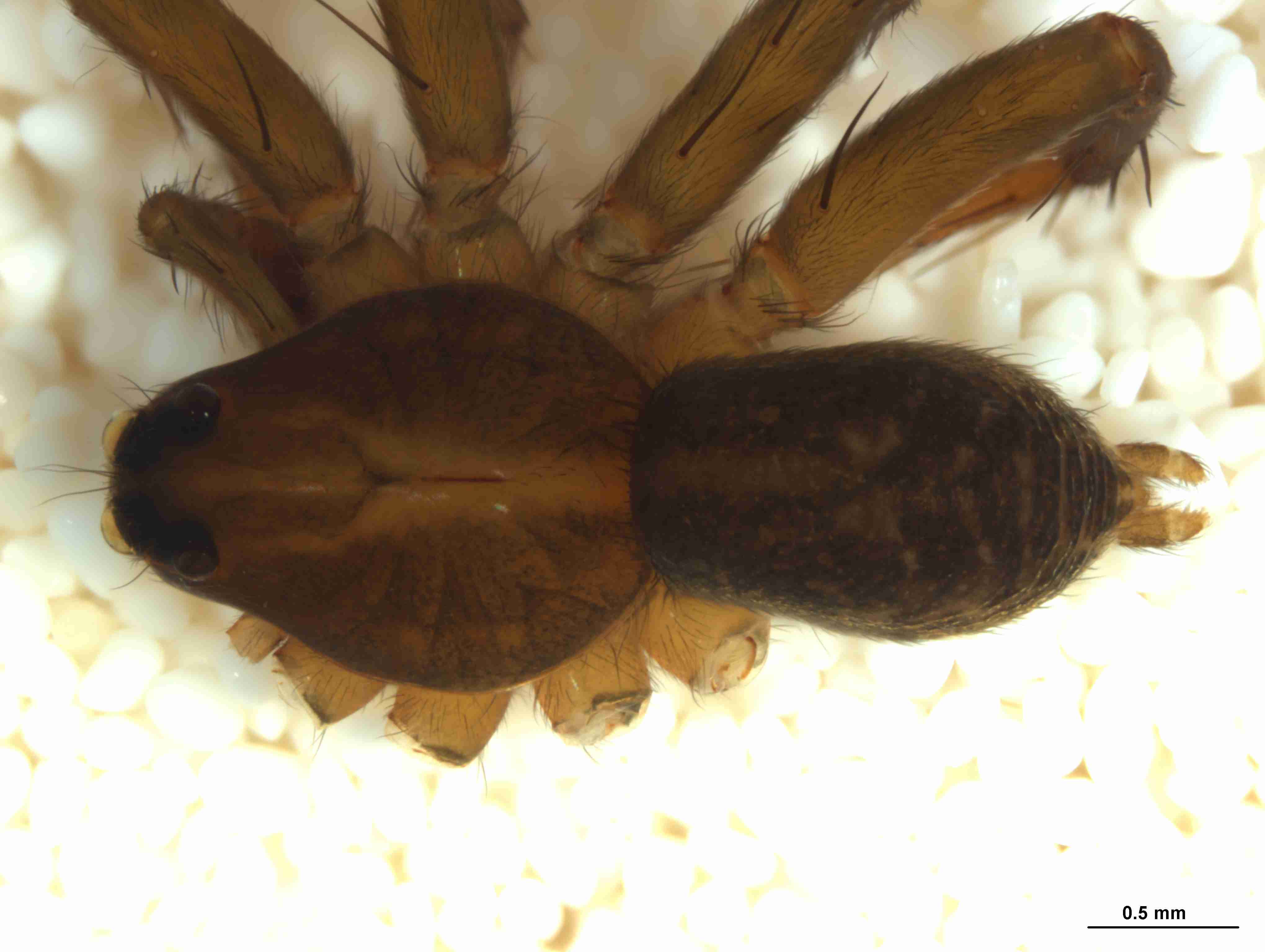 XILLYCO075mphabdJAM306_33X_CAS.jpg
