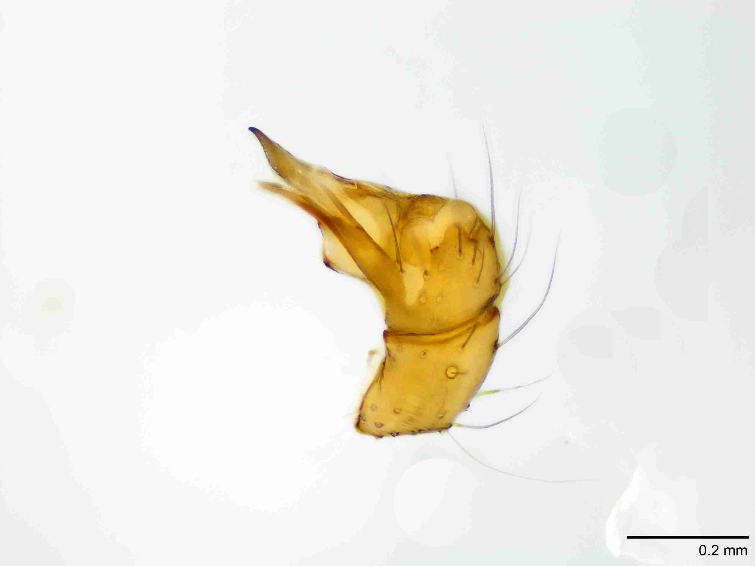 XILPHOL092mppaldJAM889_100X_E2A.jpg