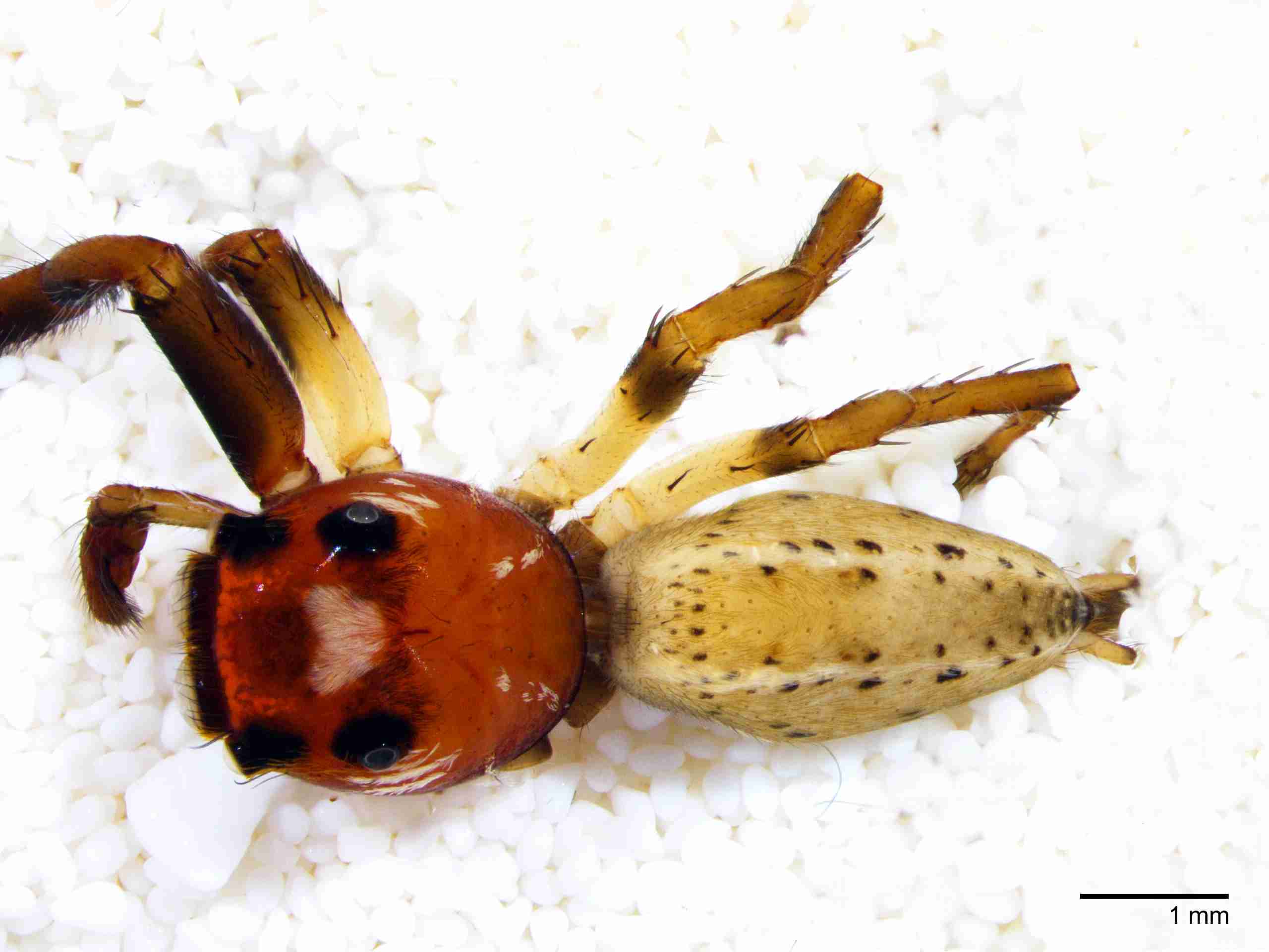 XILSALT118mphabdJAM866_15X_Z10.jpg