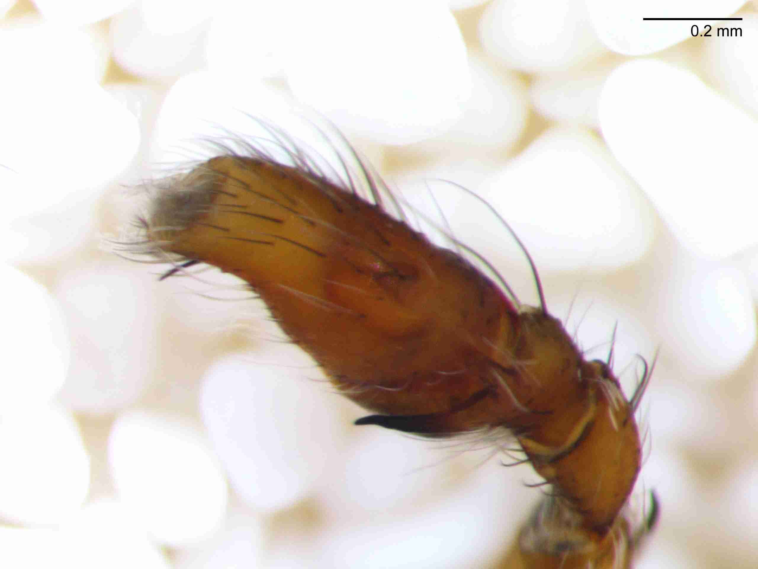 XILSALT118mppaldJAM866_80X_Z10.jpg