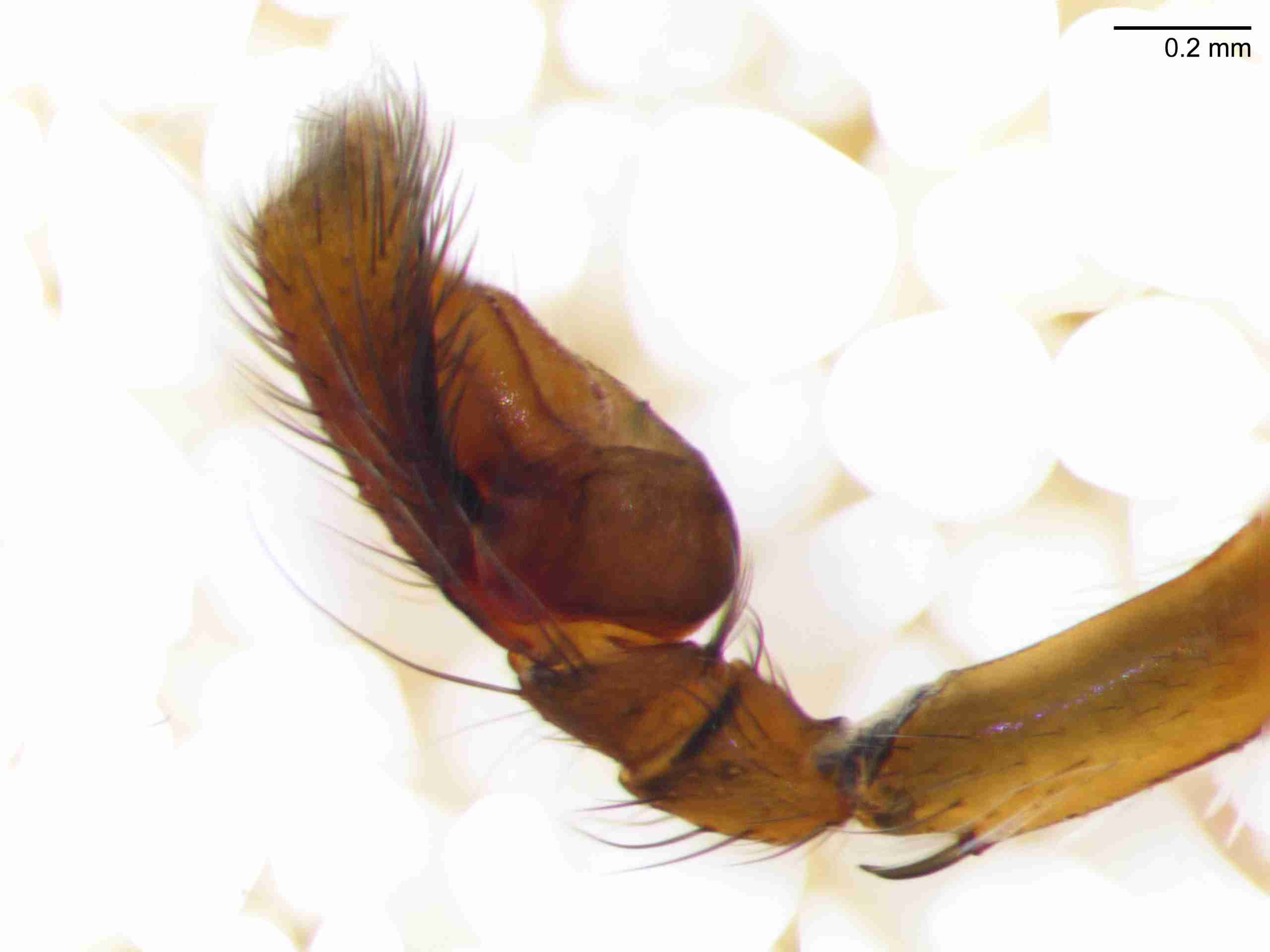 XILSALT118mppalpJAM866_70X_Z10.jpg