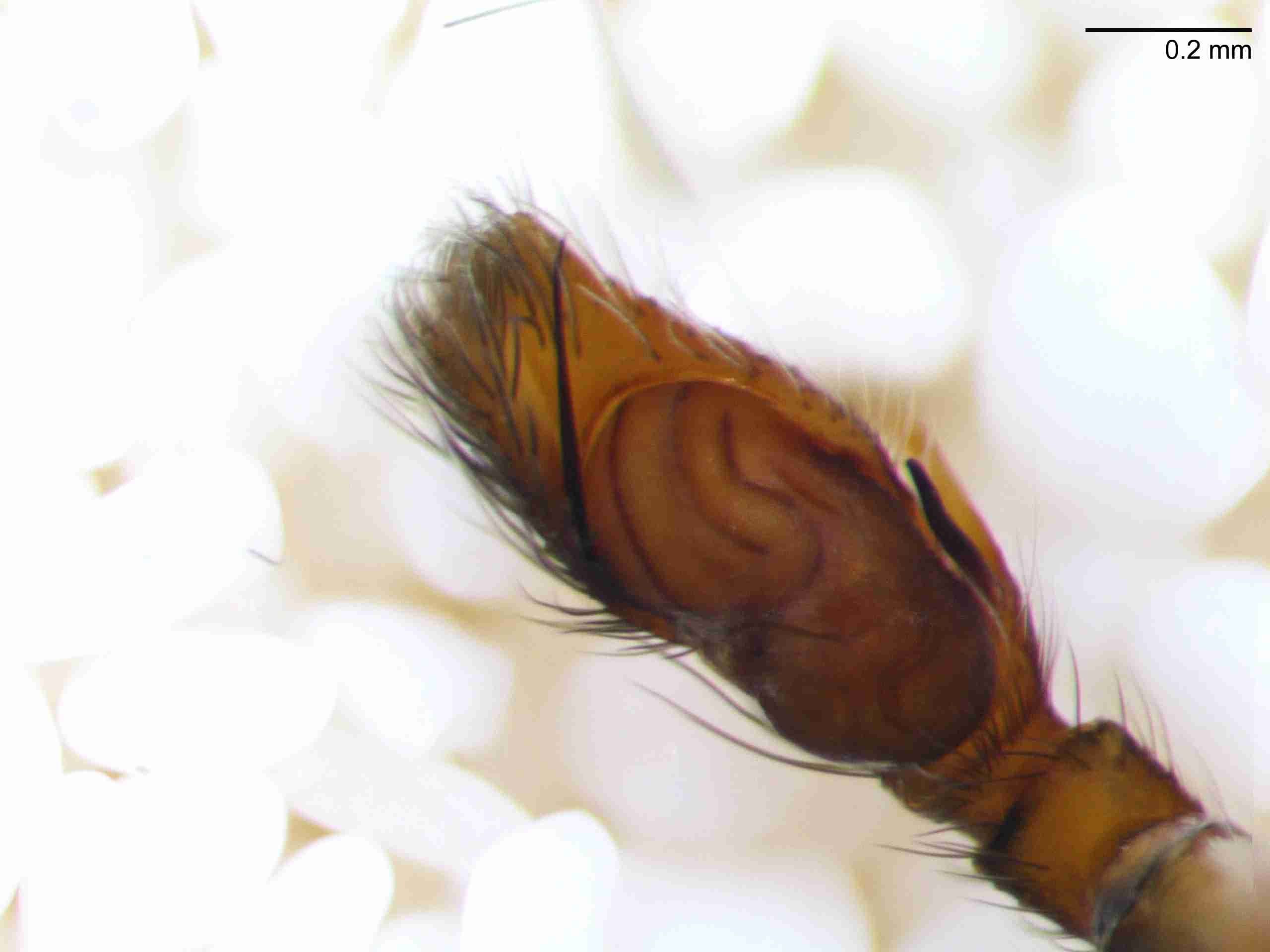 XILSALT118mppalvJAM866_80X_Z10.jpg