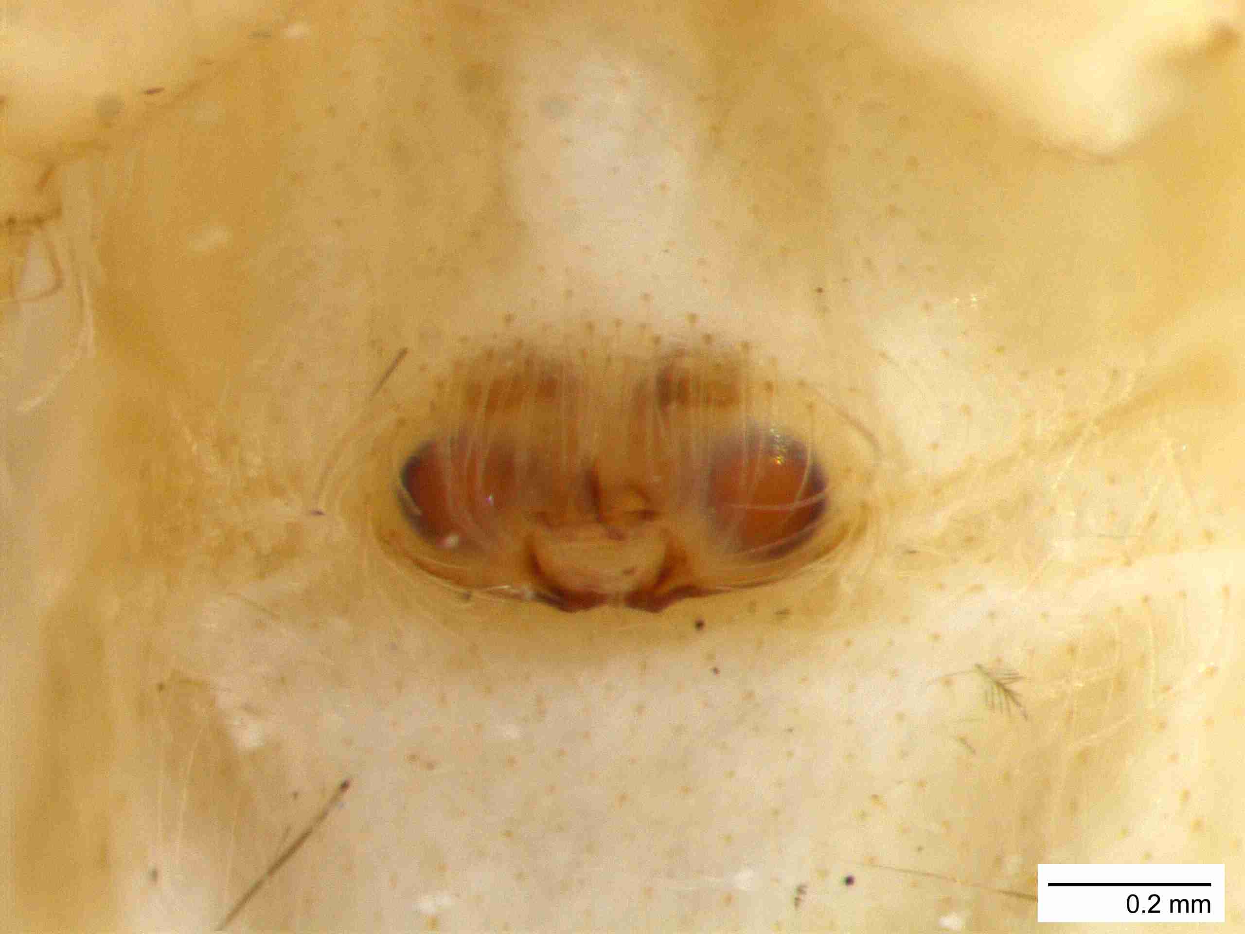 XILSALT103fpepivJAM046_80X_Z10.jpg