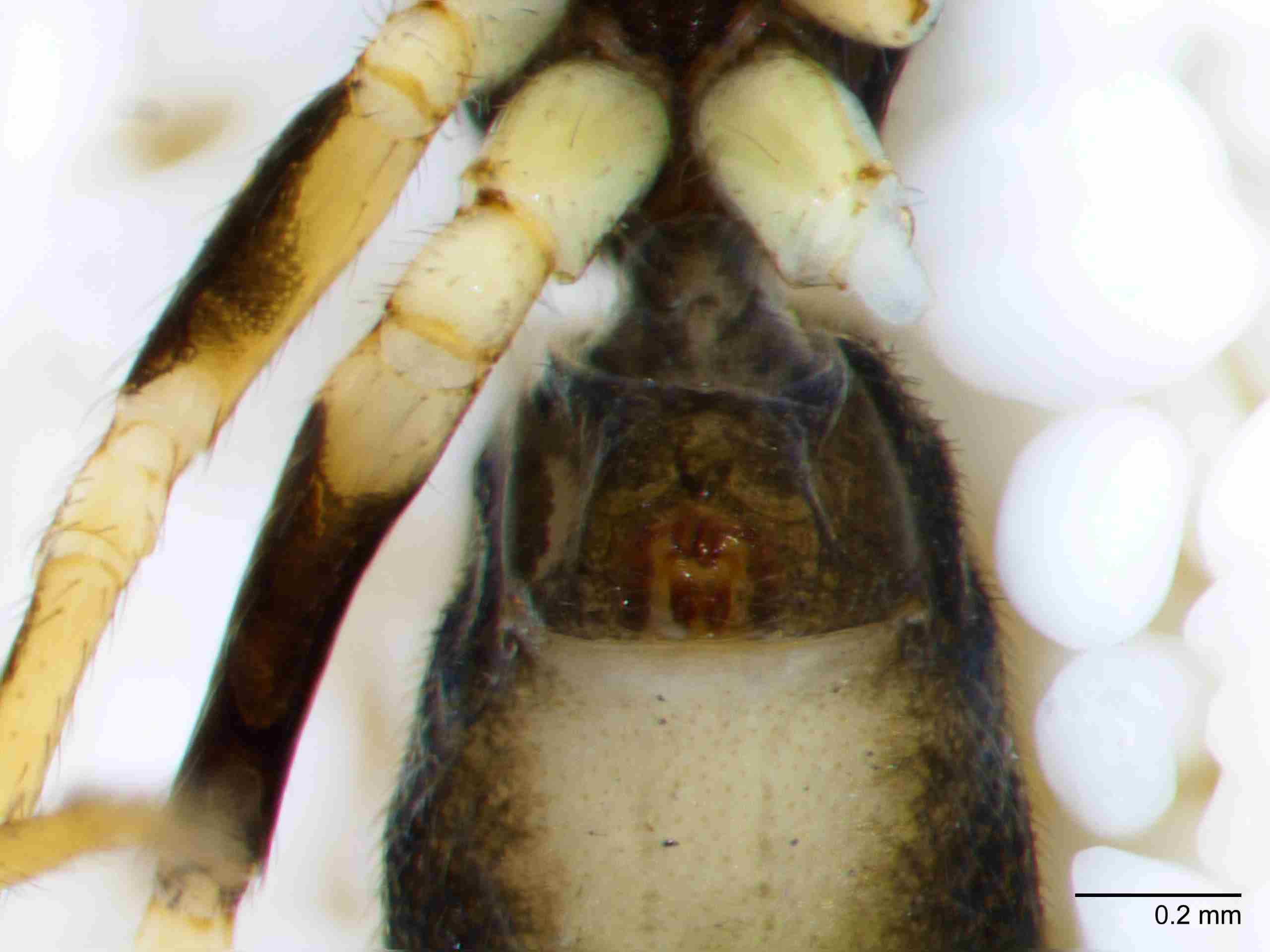 XILSALT115fpepivJAM293_80X_Z10.jpg