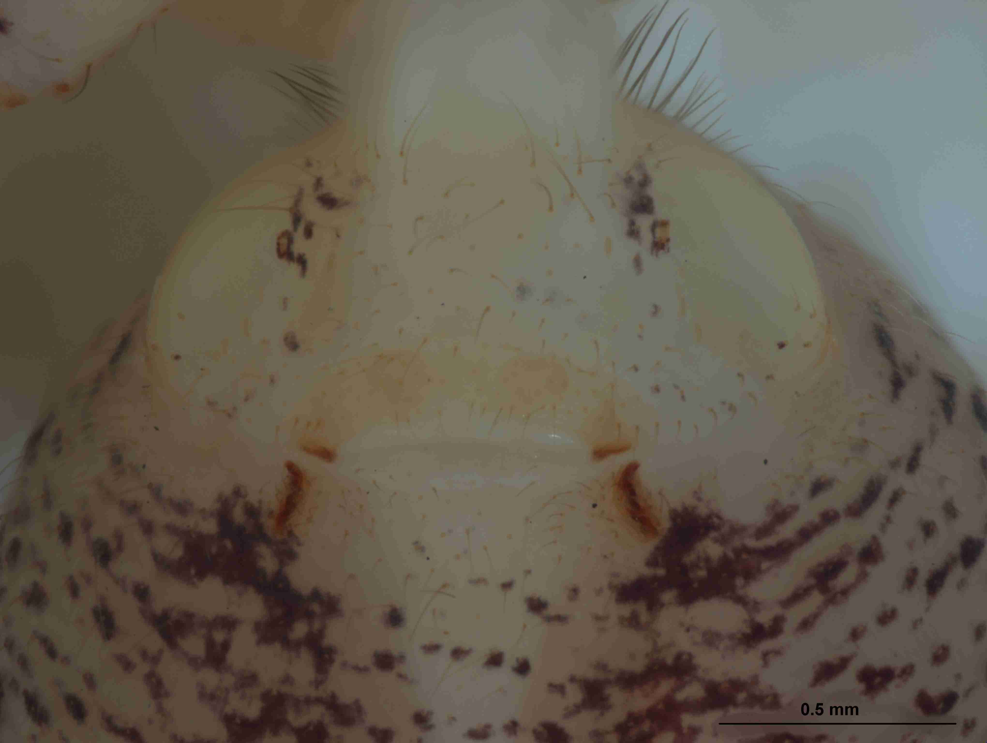 XILSCYT121fpepivJAM307_80X_Z10.jpg