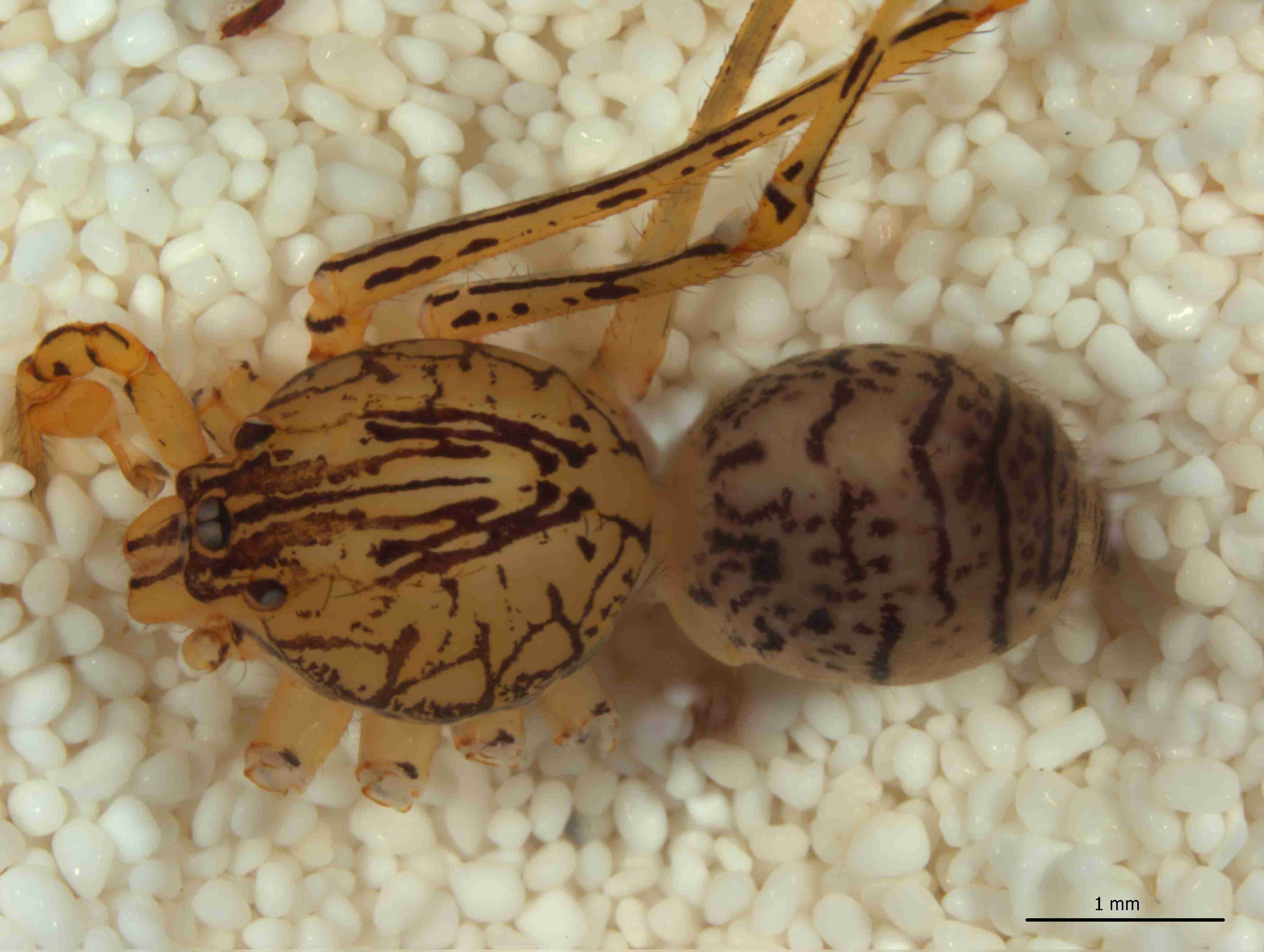 XILSCYT121mphabdJAM307_21X_CAS.jpg