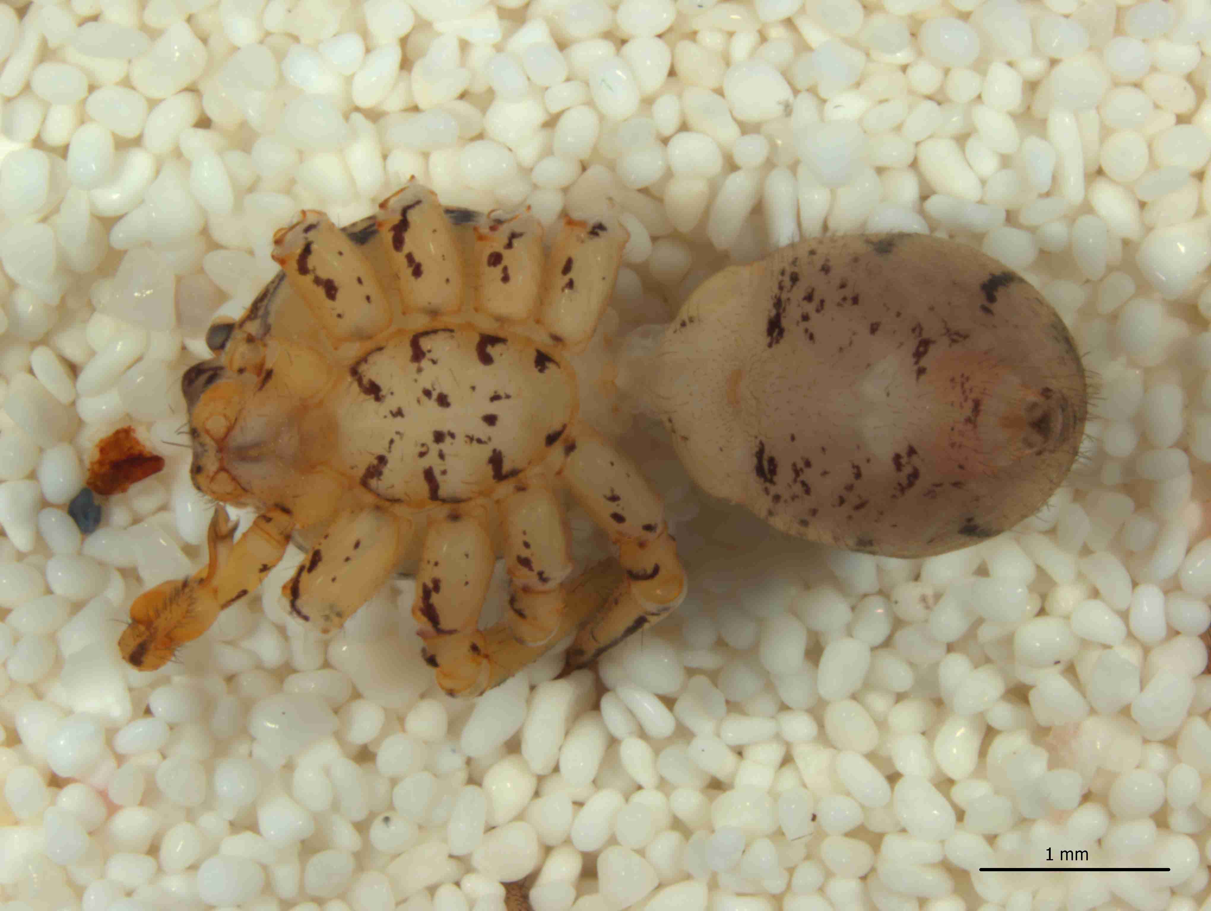 XILSCYT121mphabvJAM307_21X_CAS.jpg
