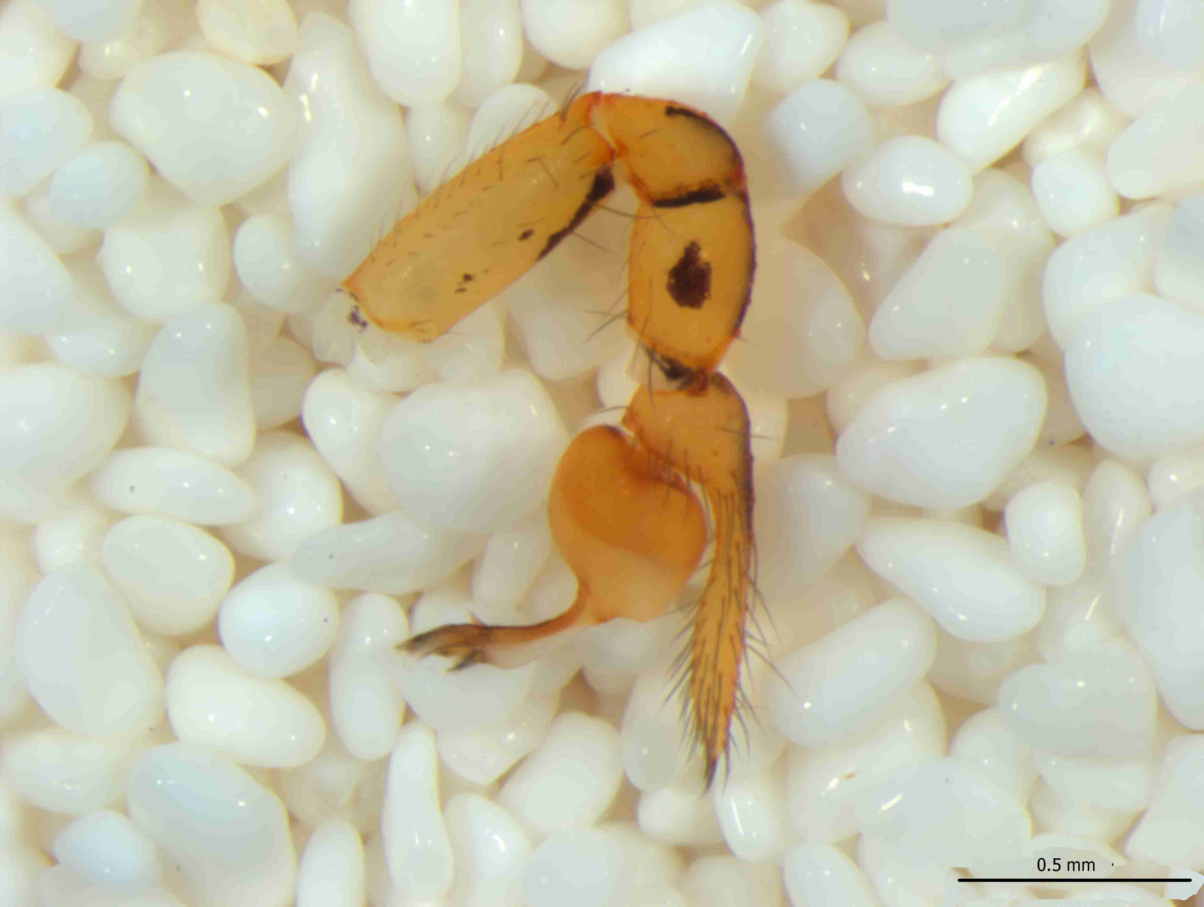 XILSCYT121mppalpJAM307_53X_CAS.jpg