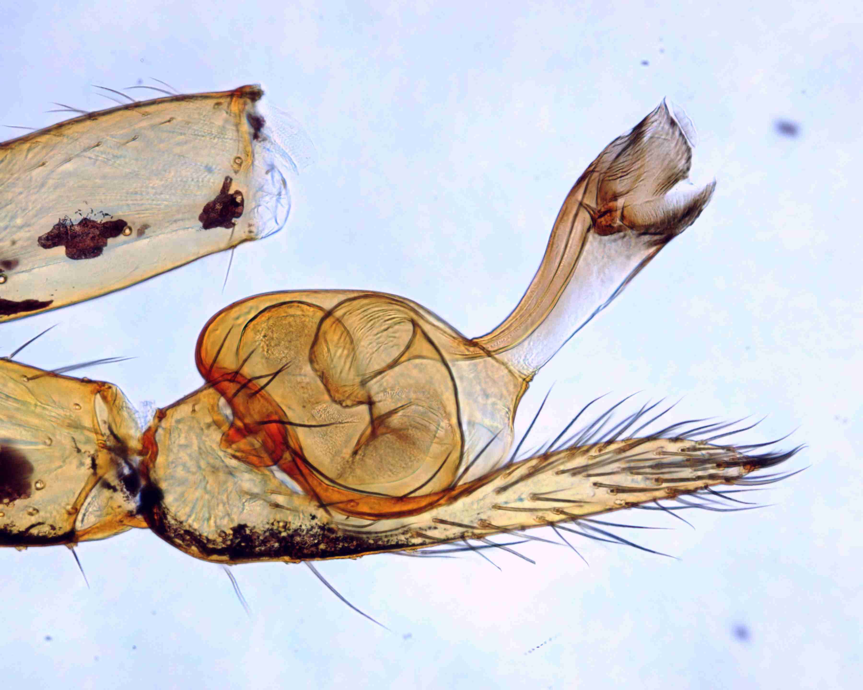 XILSCYT121mppalrJAM307_200X_CAS.jpg