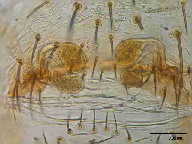 XILSCYT122fpepivJAM894_400X_E2A.jpg