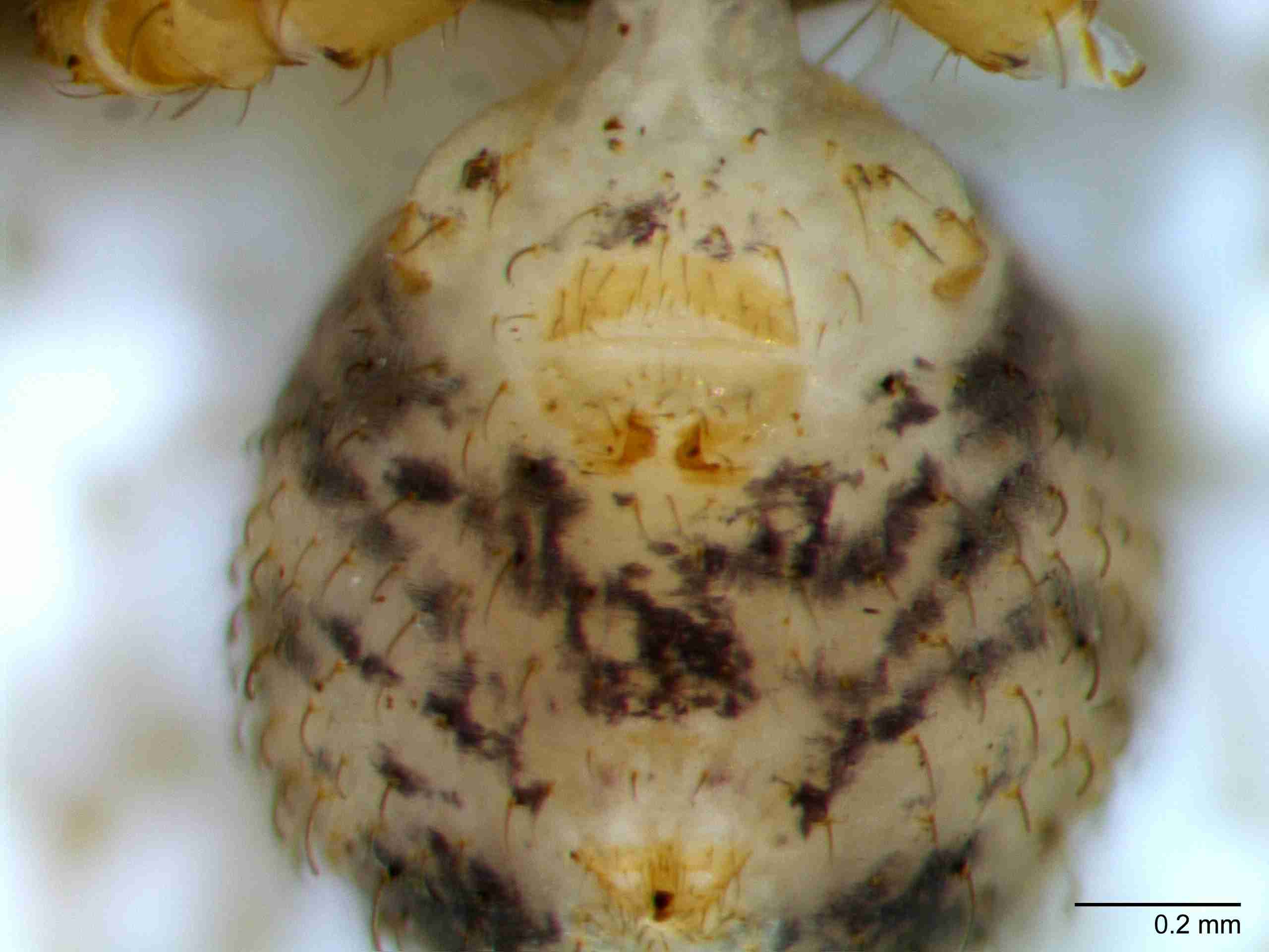 XILSCYT122fpepivJAM894_80X_Z10.jpg