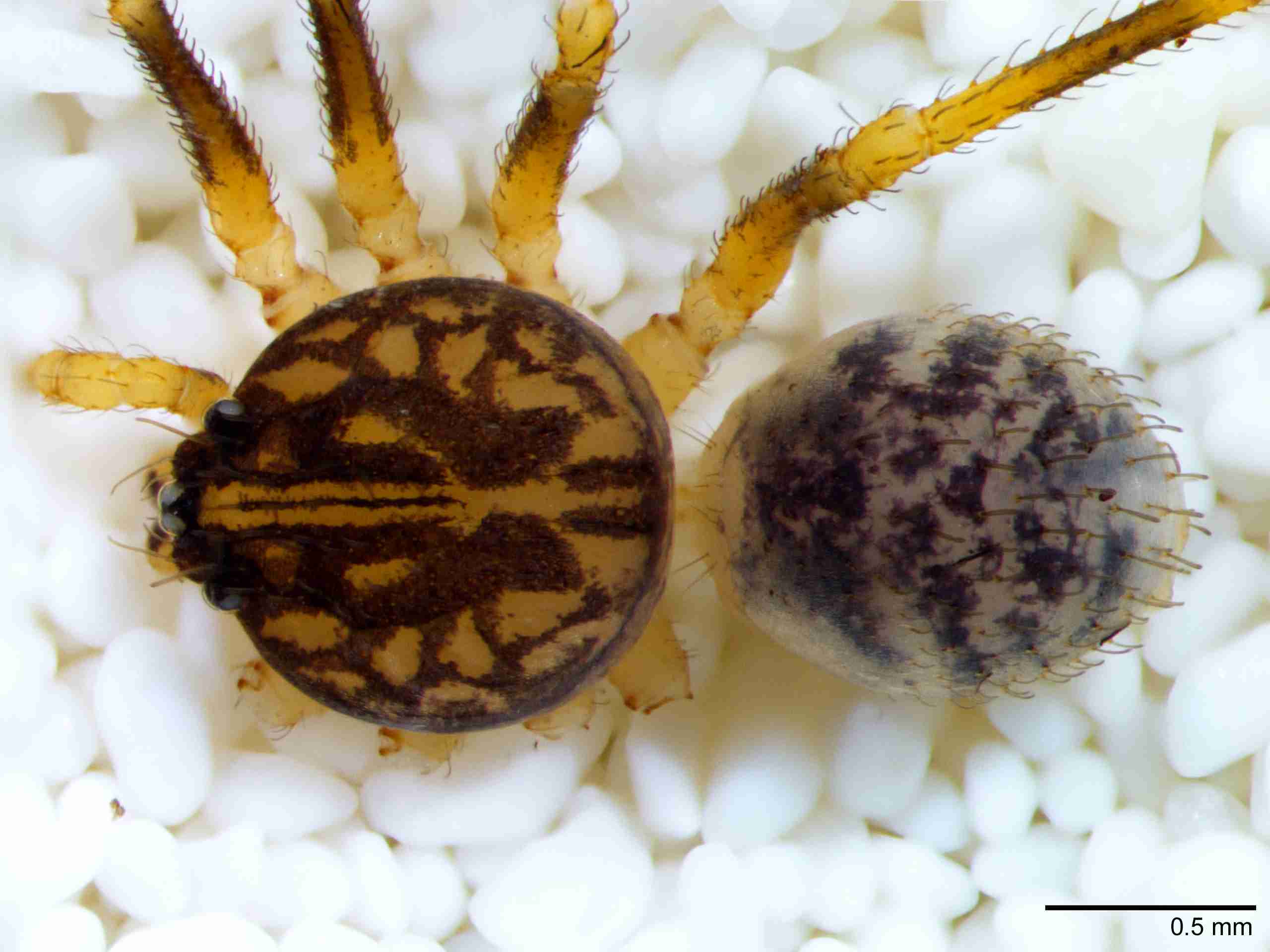 XILSCYT122mphabdJAM893_40X_Z10.jpg