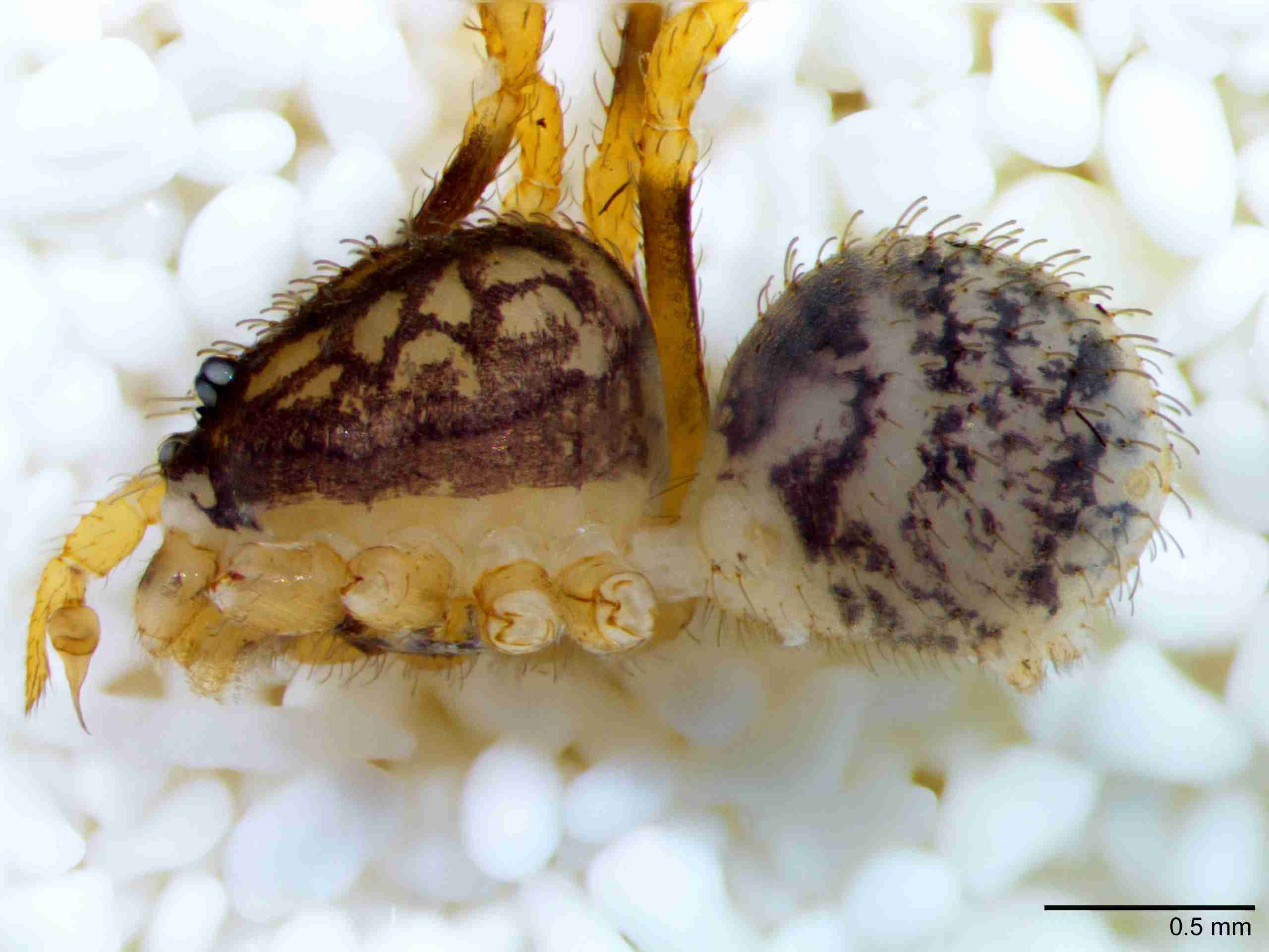 XILSCYT122mphablJAM893_40X_Z10.jpg