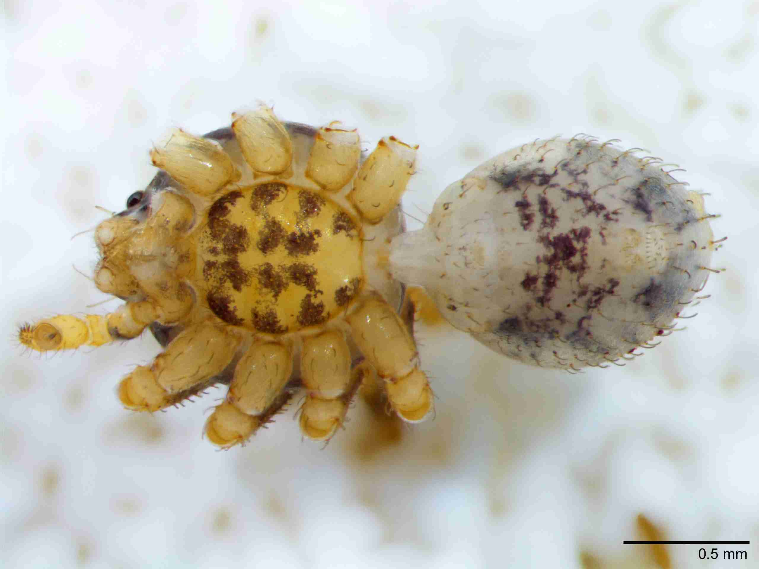XILSCYT122mphabvJAM893_40X_Z10.jpg