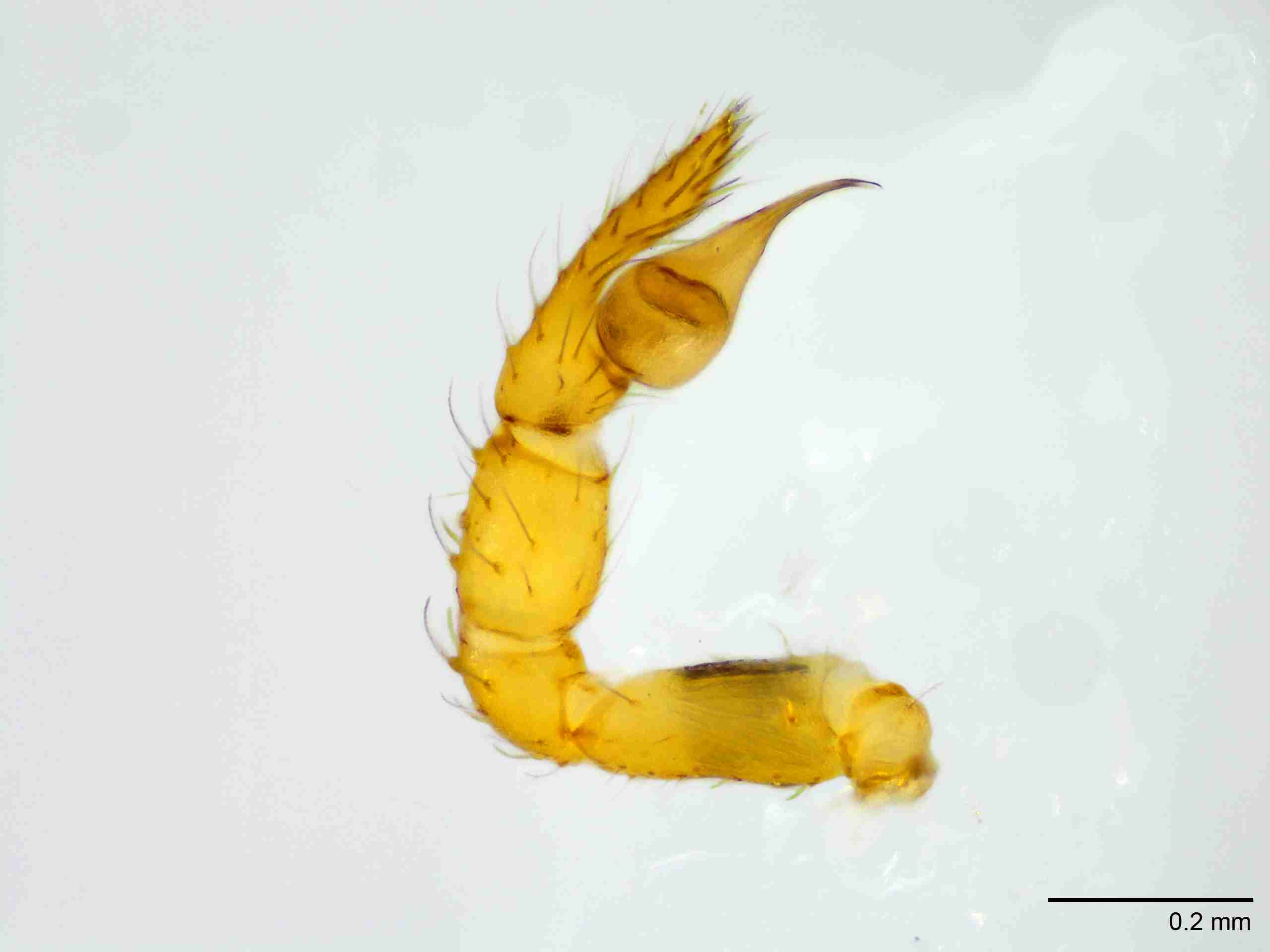 XILSCYT122mppalpJAM893_100X_E2A.jpg