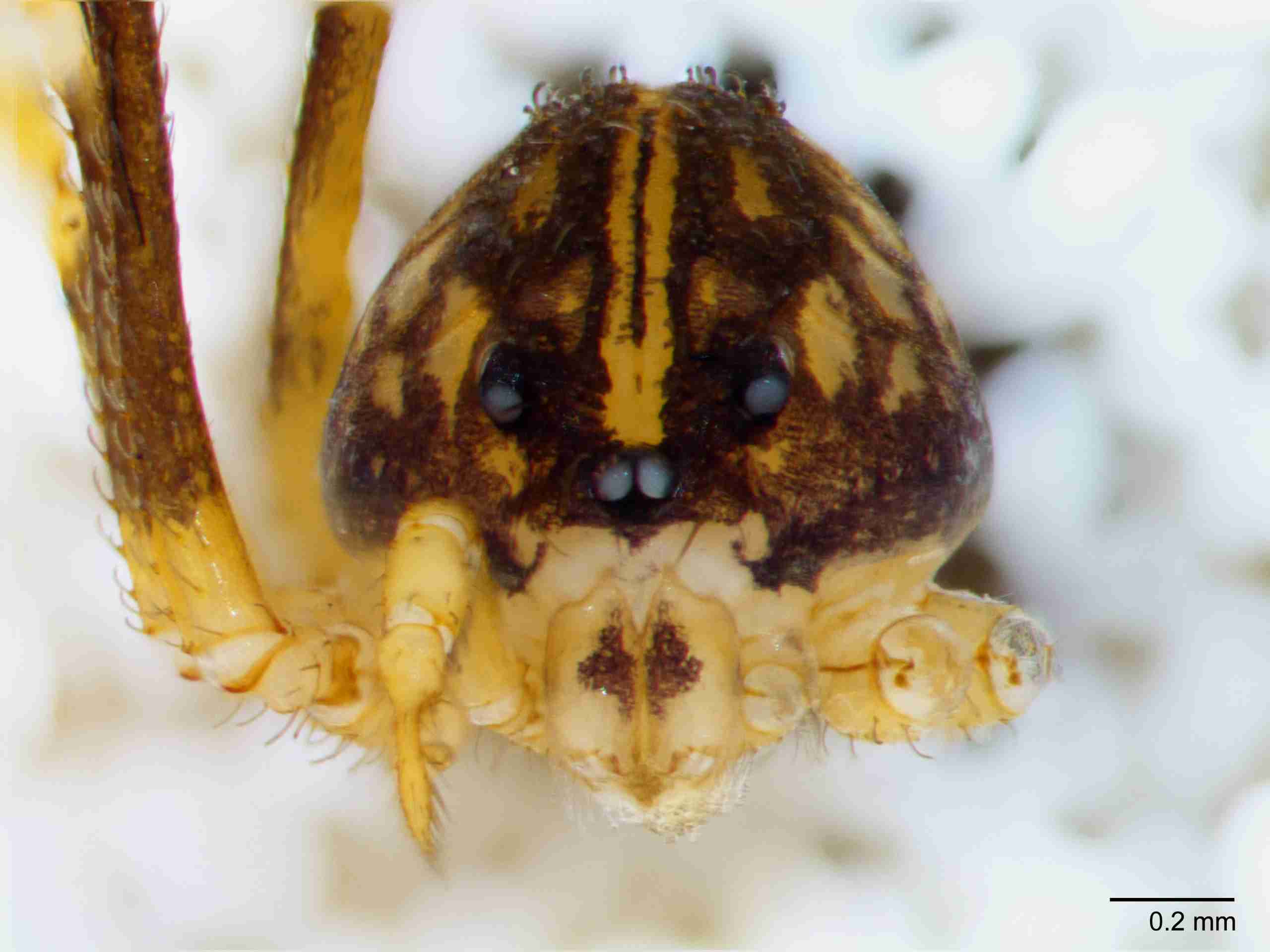 XILSCYT122mpprsaJAM893_60X_Z10.jpg