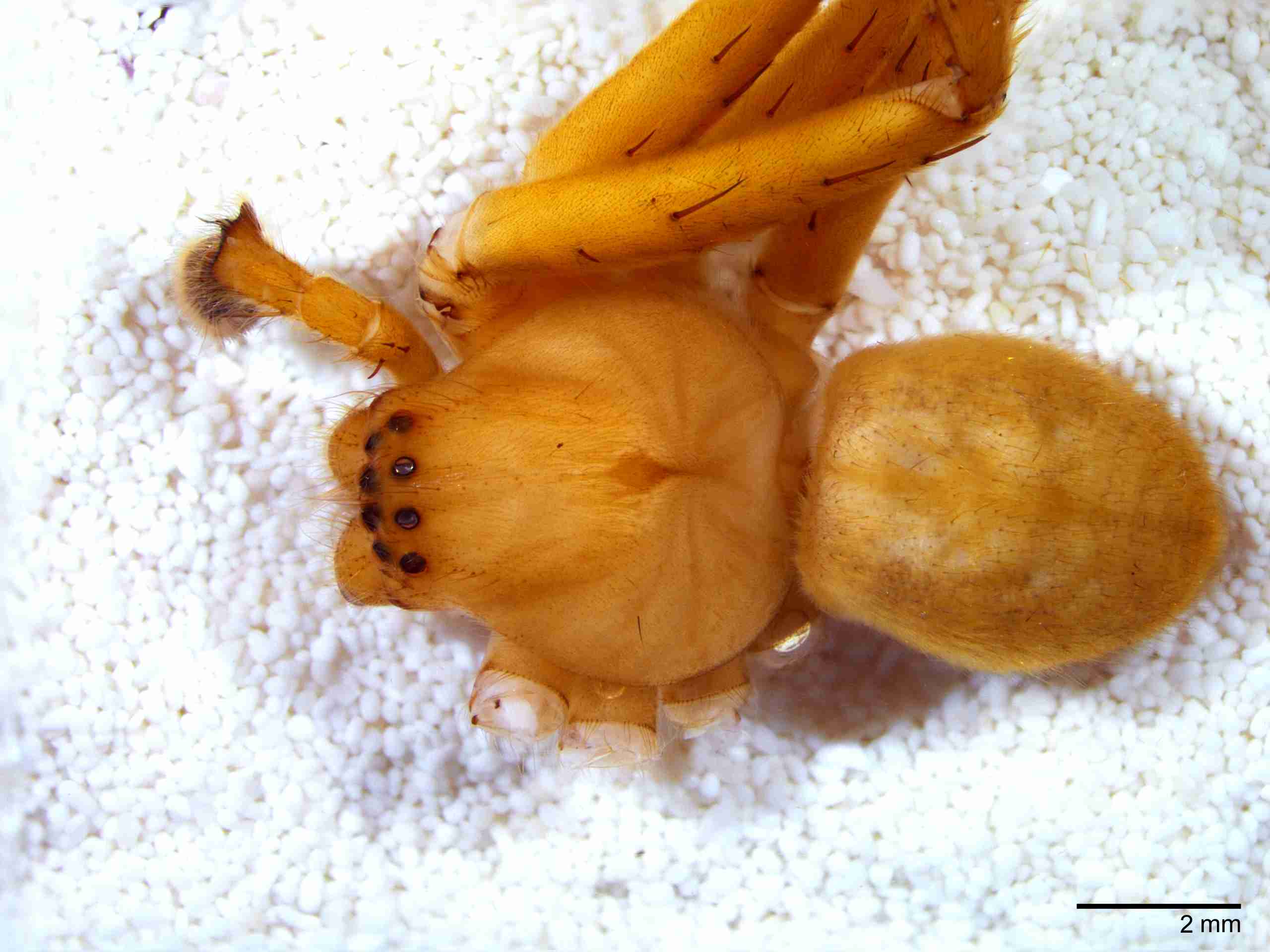 XILSPAR124mphabdJAM291_08X_Z10.jpg