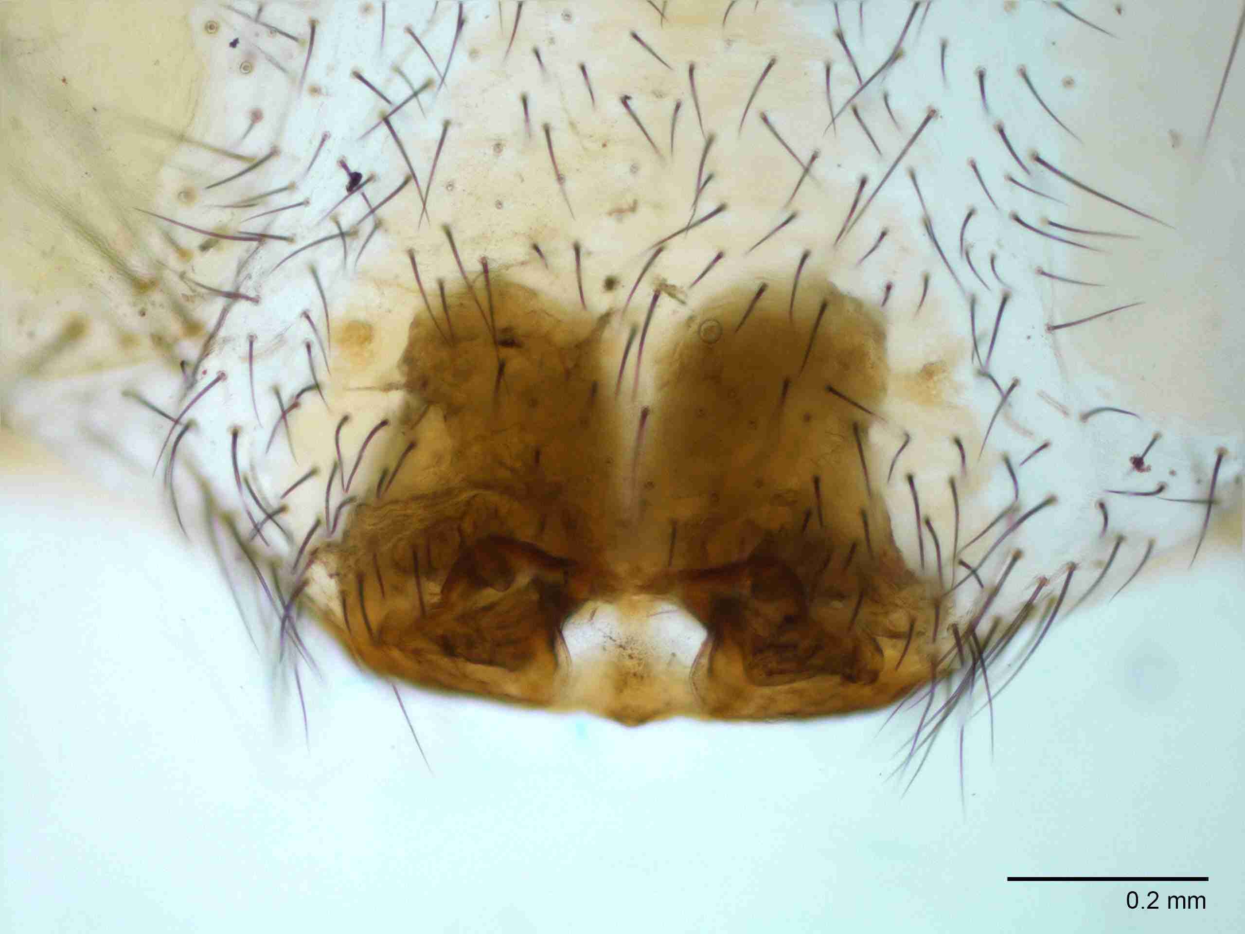 XILTETR128fpepivJAM874_100X_E2A.jpg